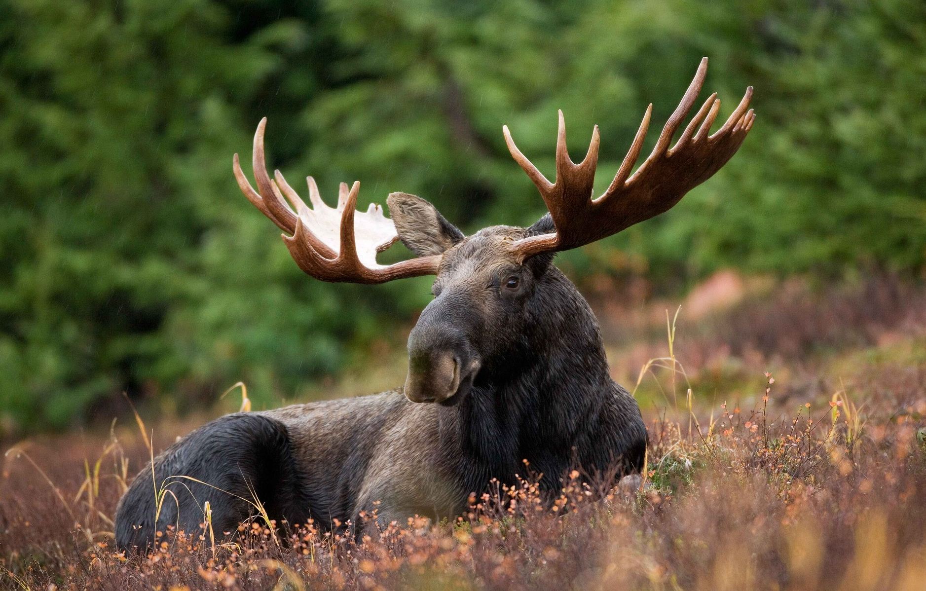 Algonquin Park Eland Canada