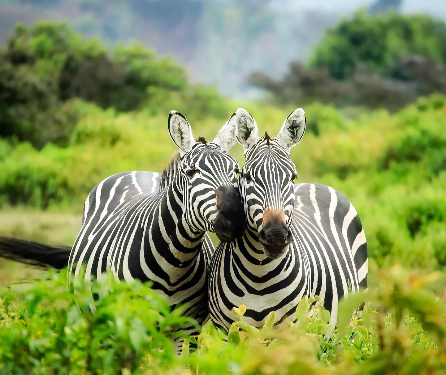 Individuele rondreis Kenia