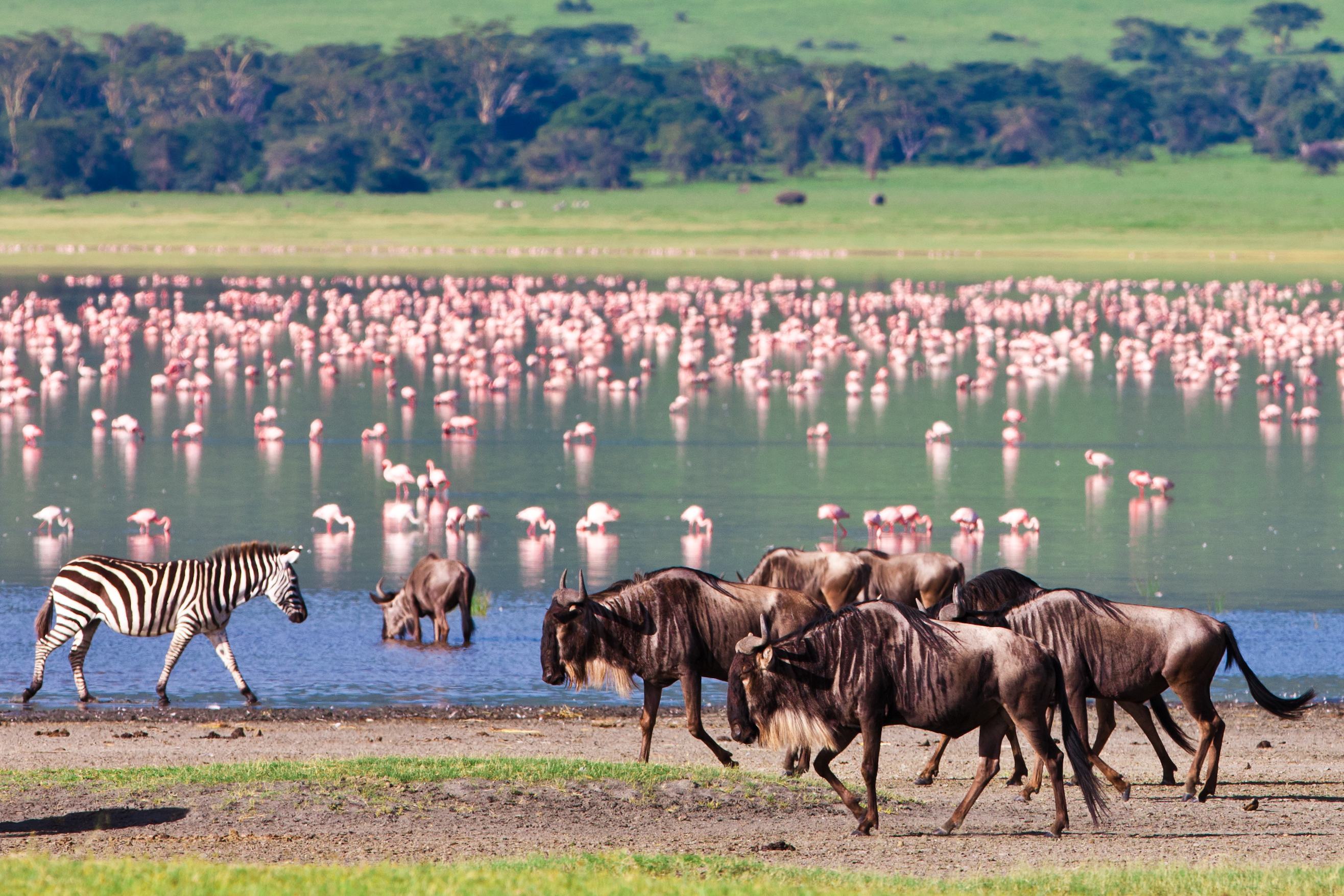 Ngorongoro safari Tanzania
