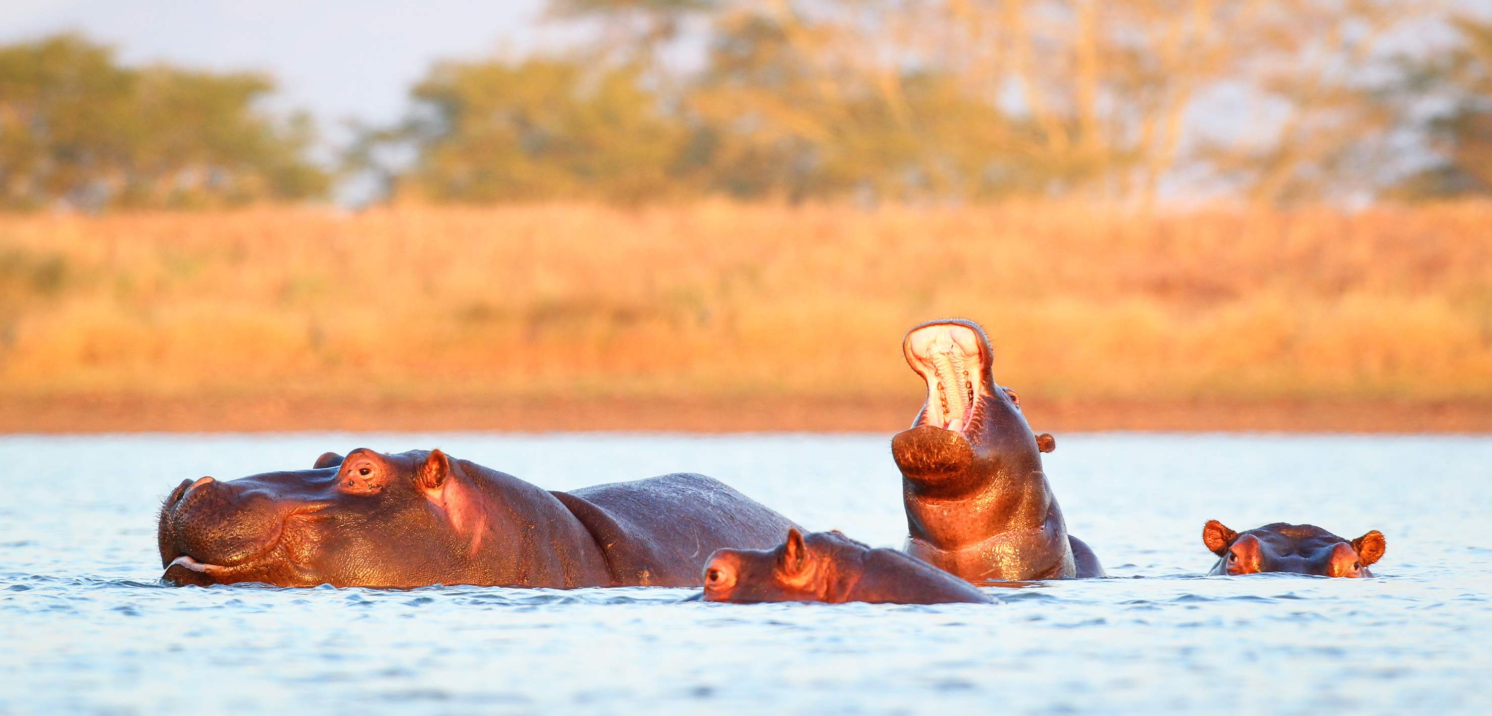 Nijlpaarden in St. Lucia Zuid-Afrika