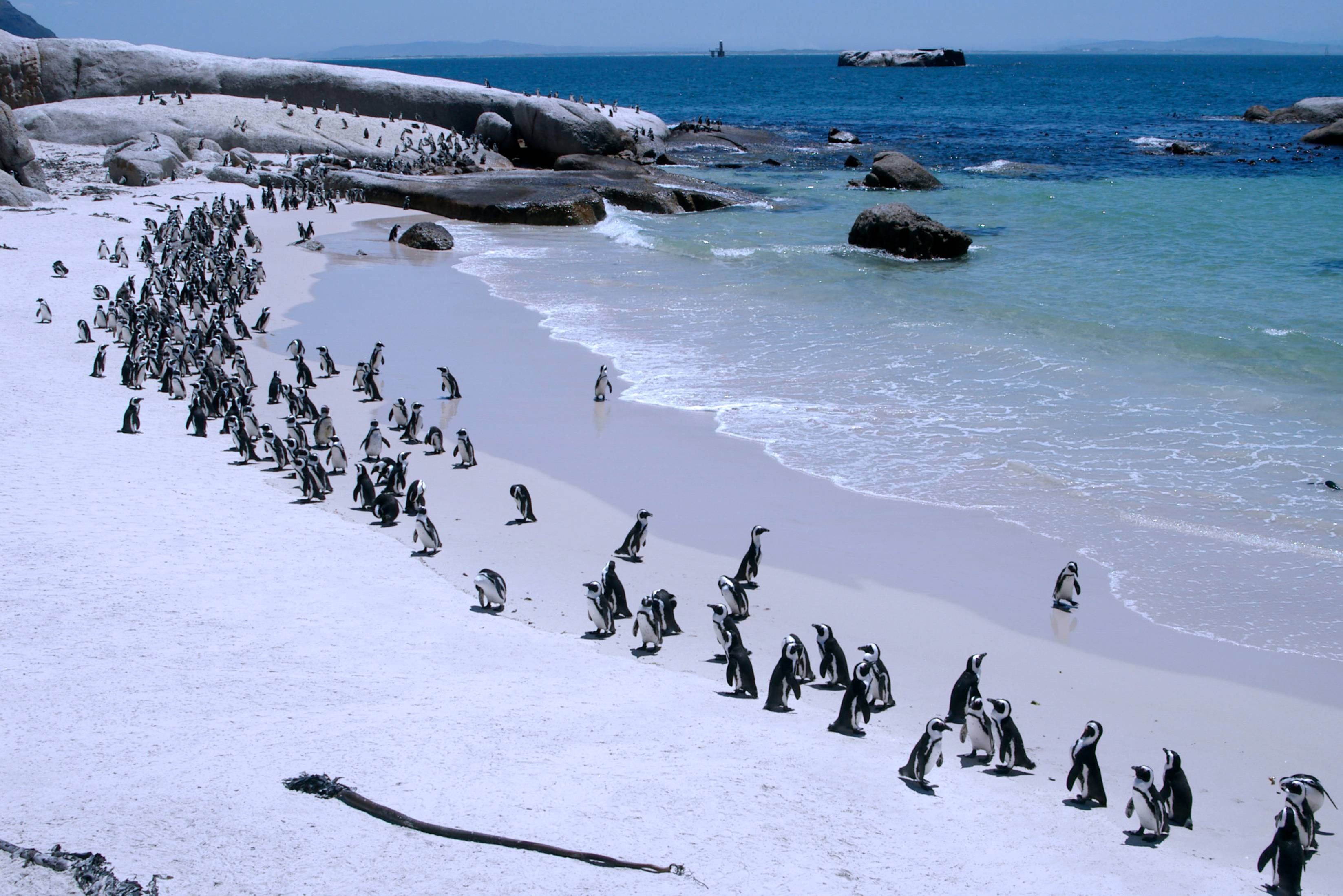 Pinguins Boulders Beach Zuid-Afrika