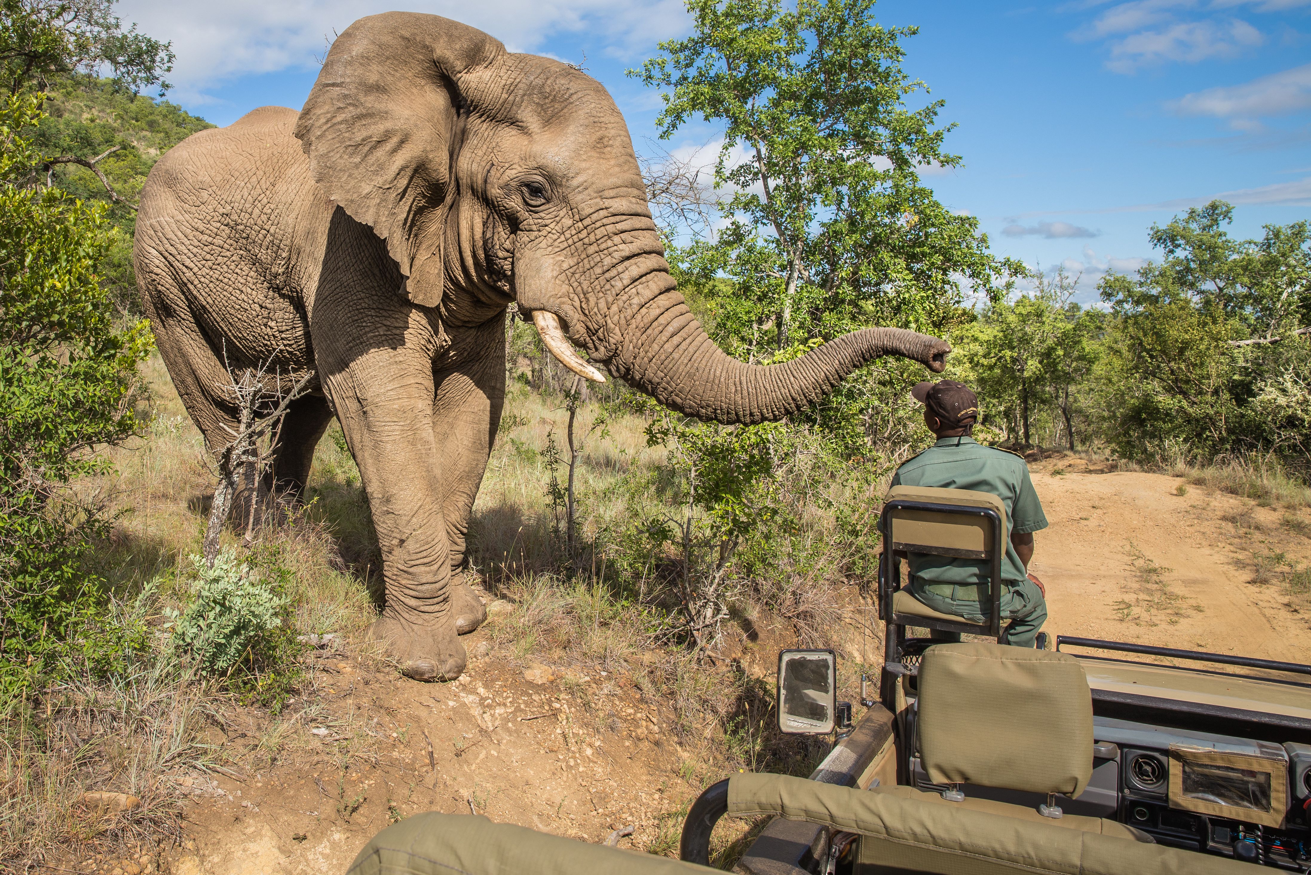 Olifant tijdens game drive Zuid-Afrika