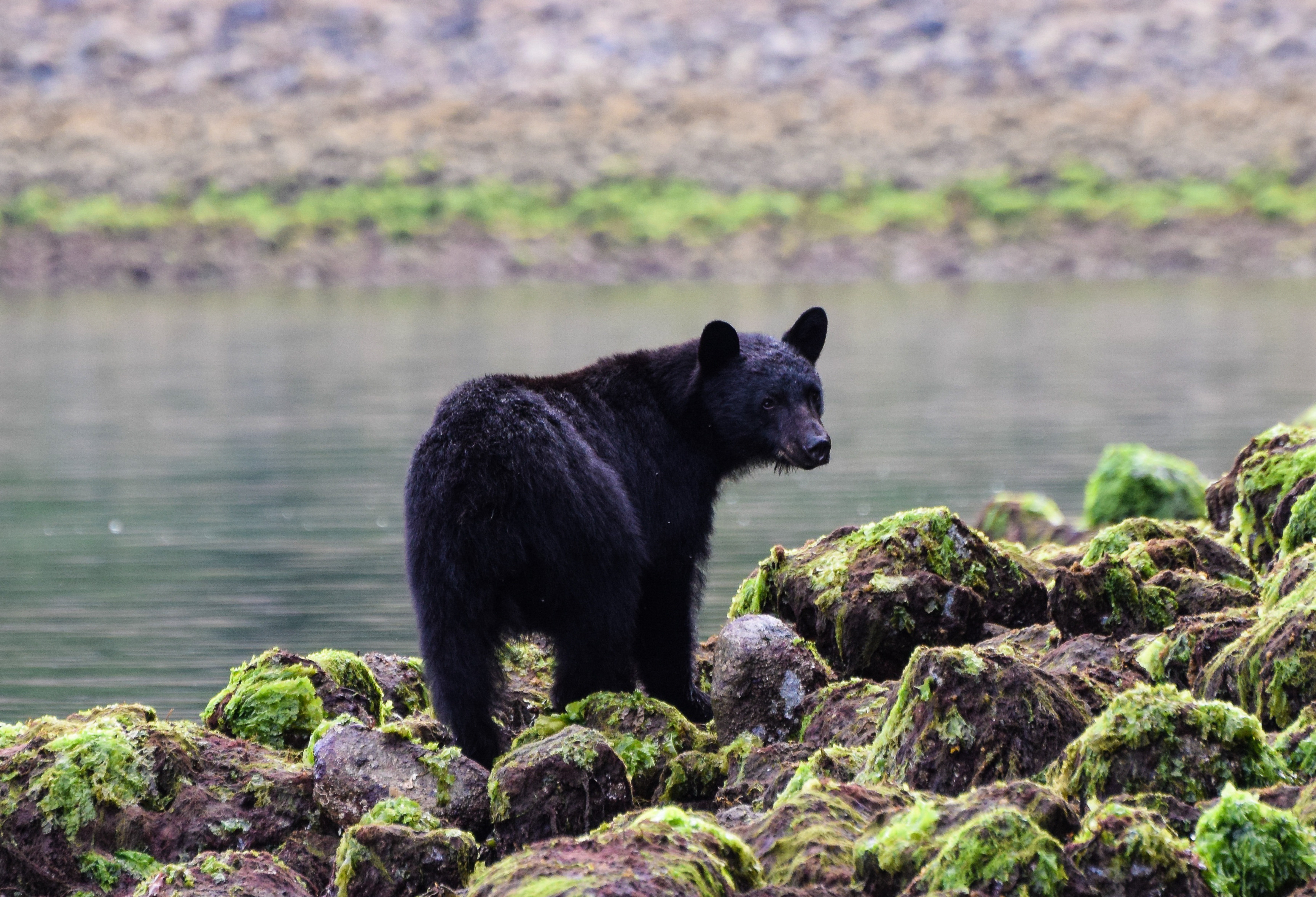 Zwarte beer bij Tofino op Vancouver Island