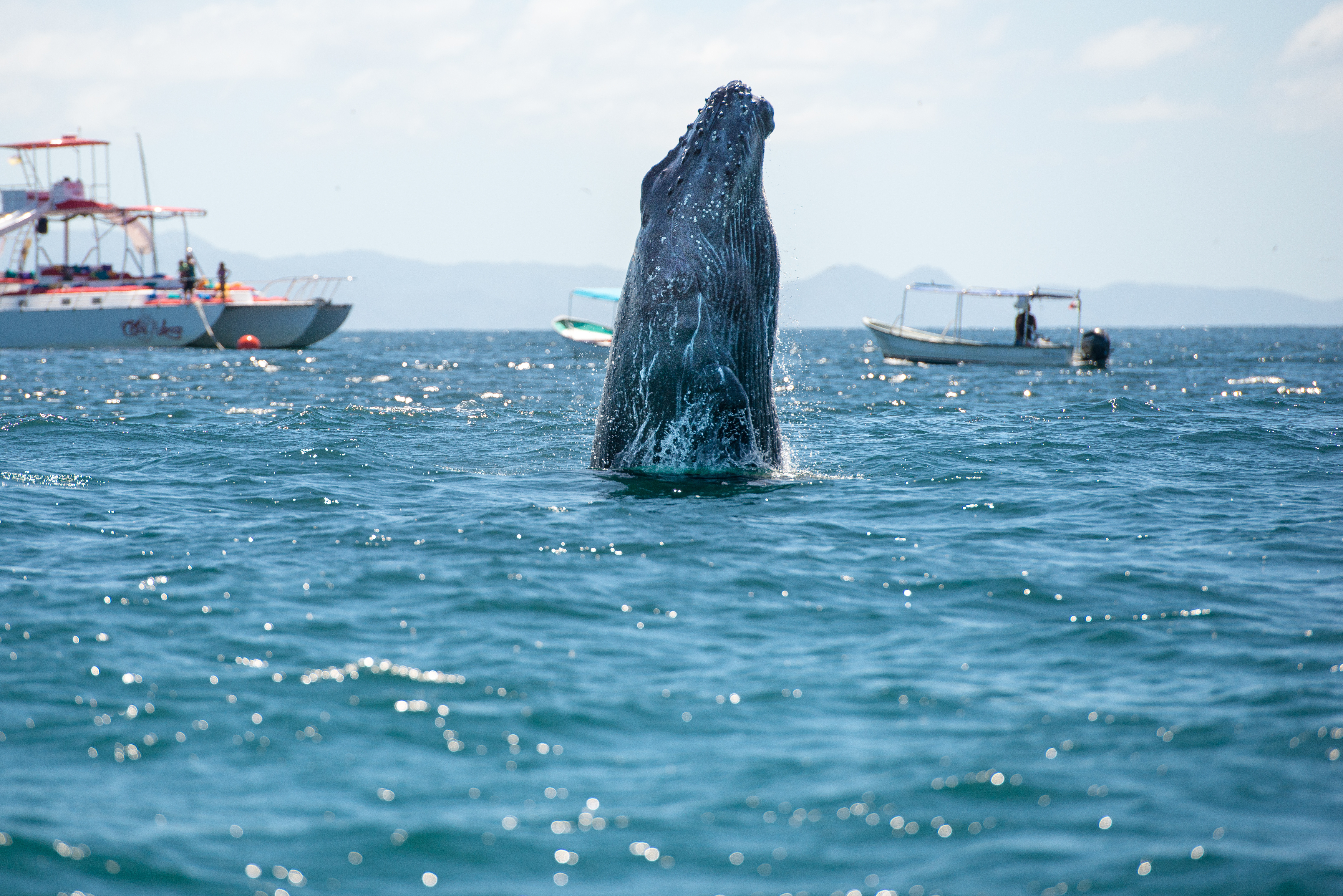 Walvis tocht bij Tofino