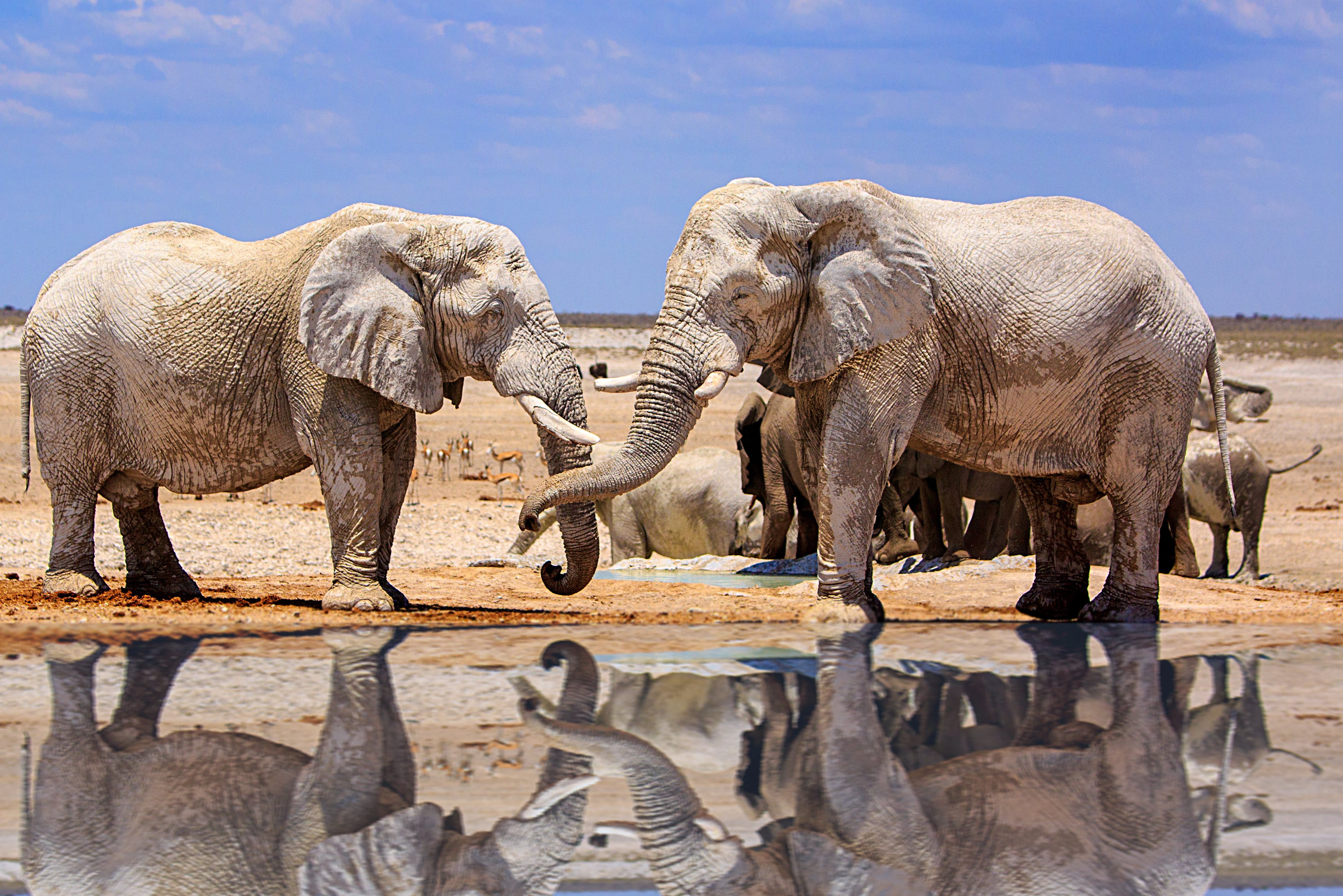 Olifanten in Etosha Namibie