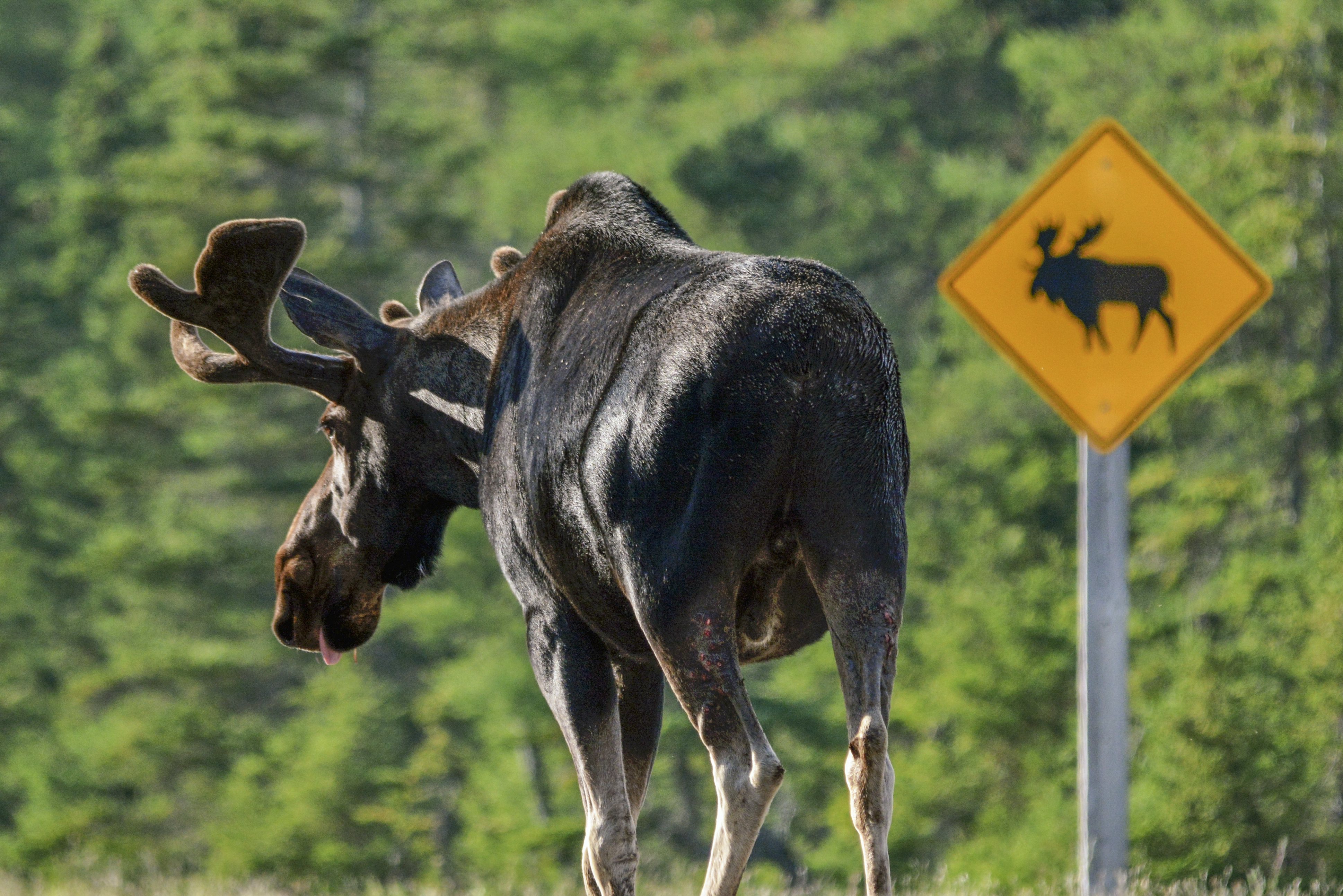 Eland wandelt op de highway in Canada