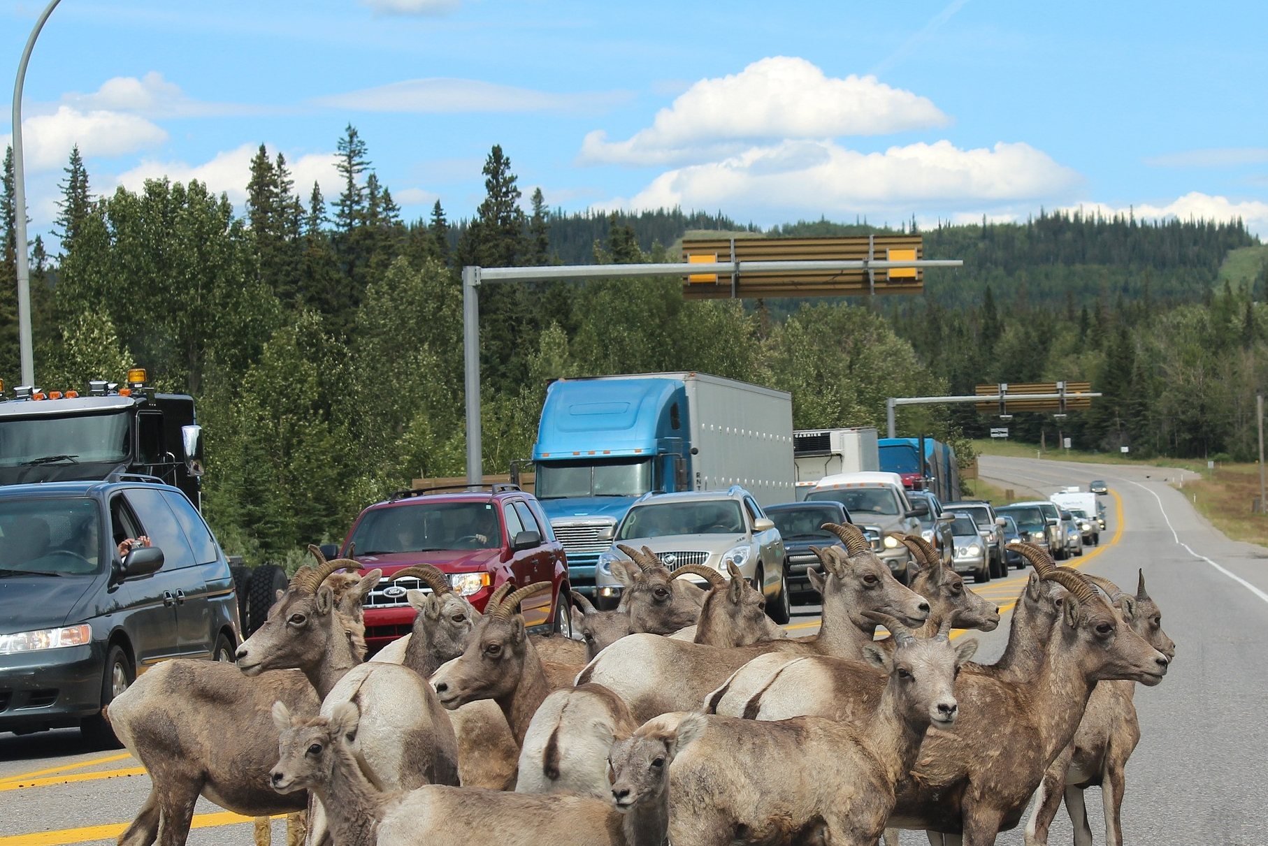 Kudde berggeiten op de weg in Jasper National Park