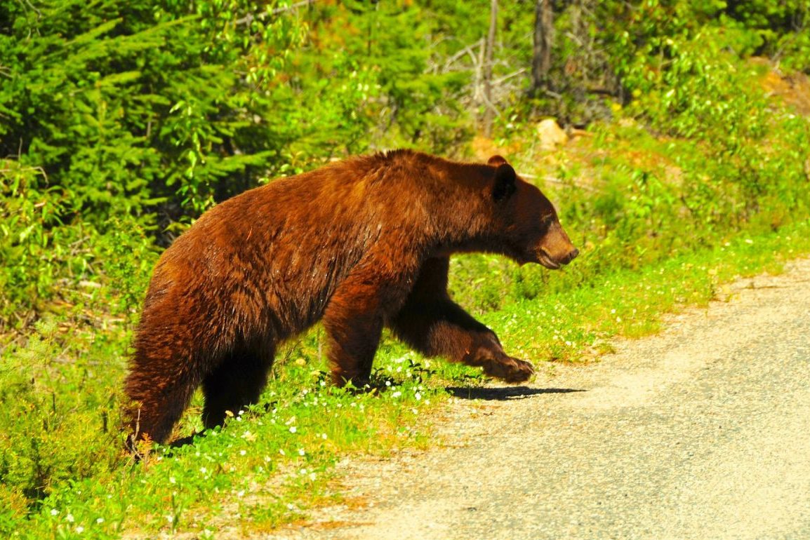 Zwarte beer in Wells Gray Provincial Park