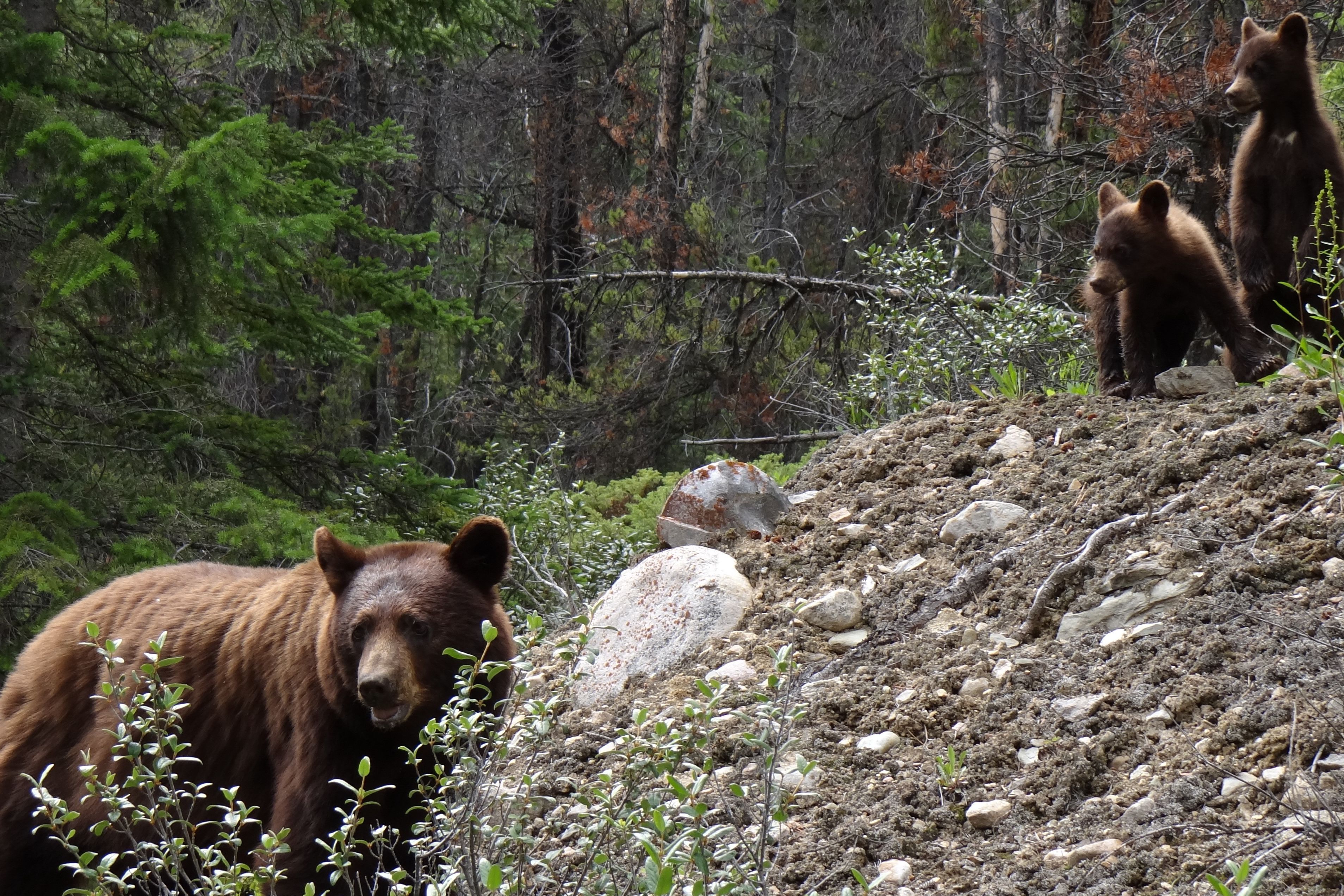 Zwarte beer met jongen in Jasper National Park