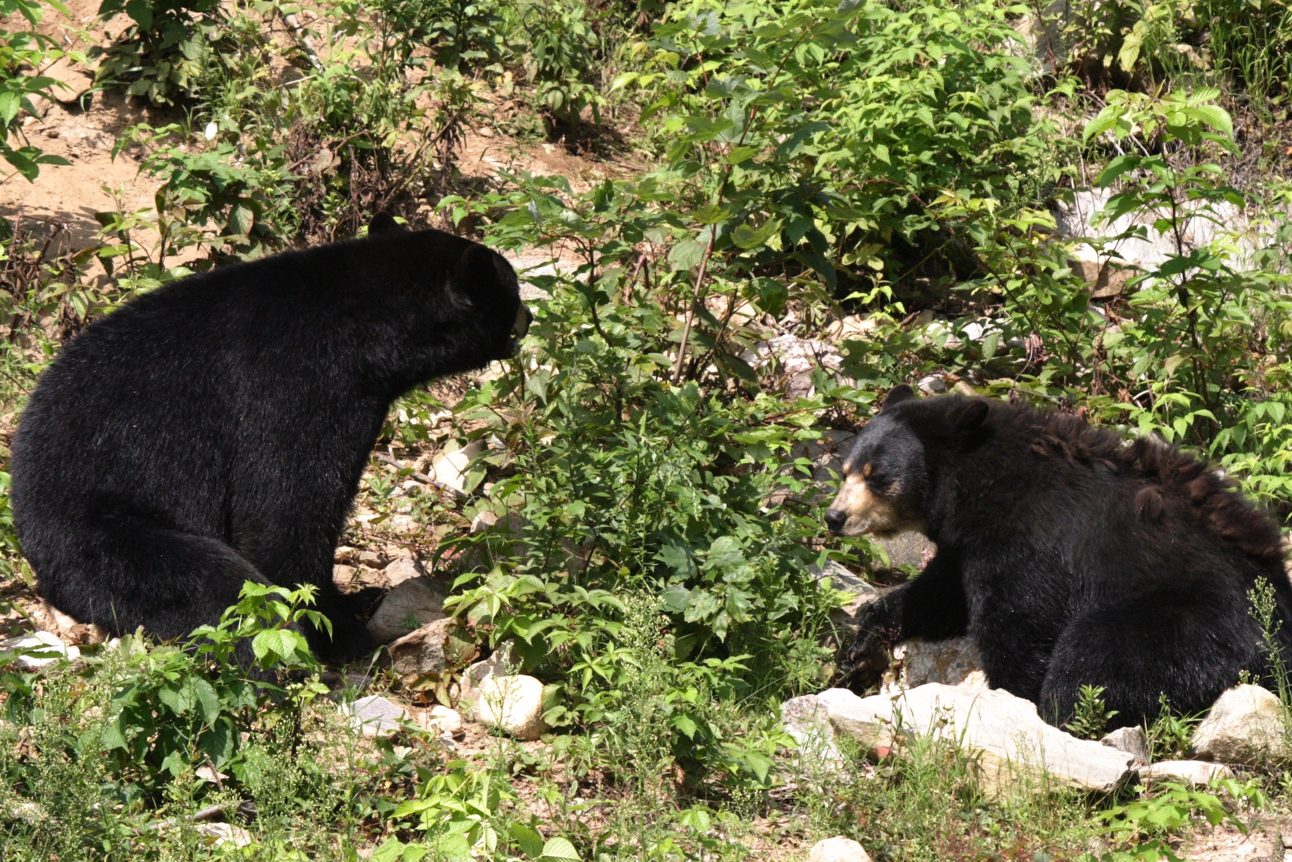 Zwarte beren in Wells Gray Provincial Park