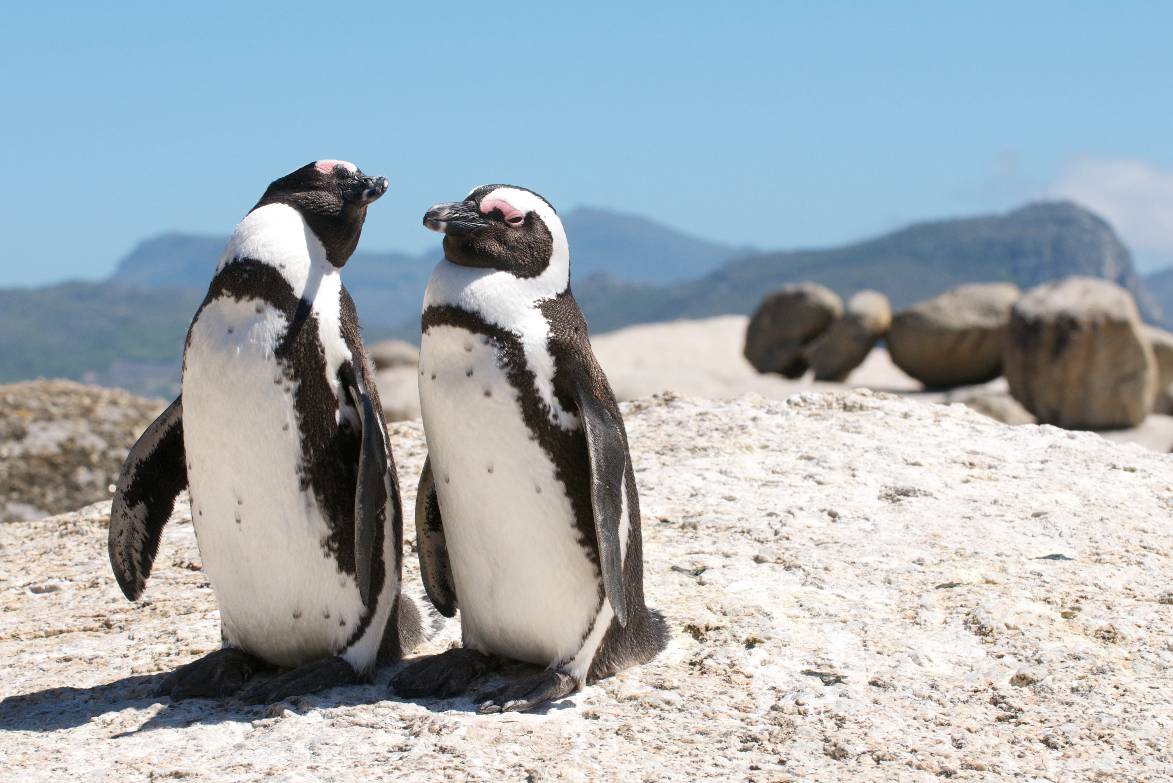 Penguins Boulder Bay Kaapstad