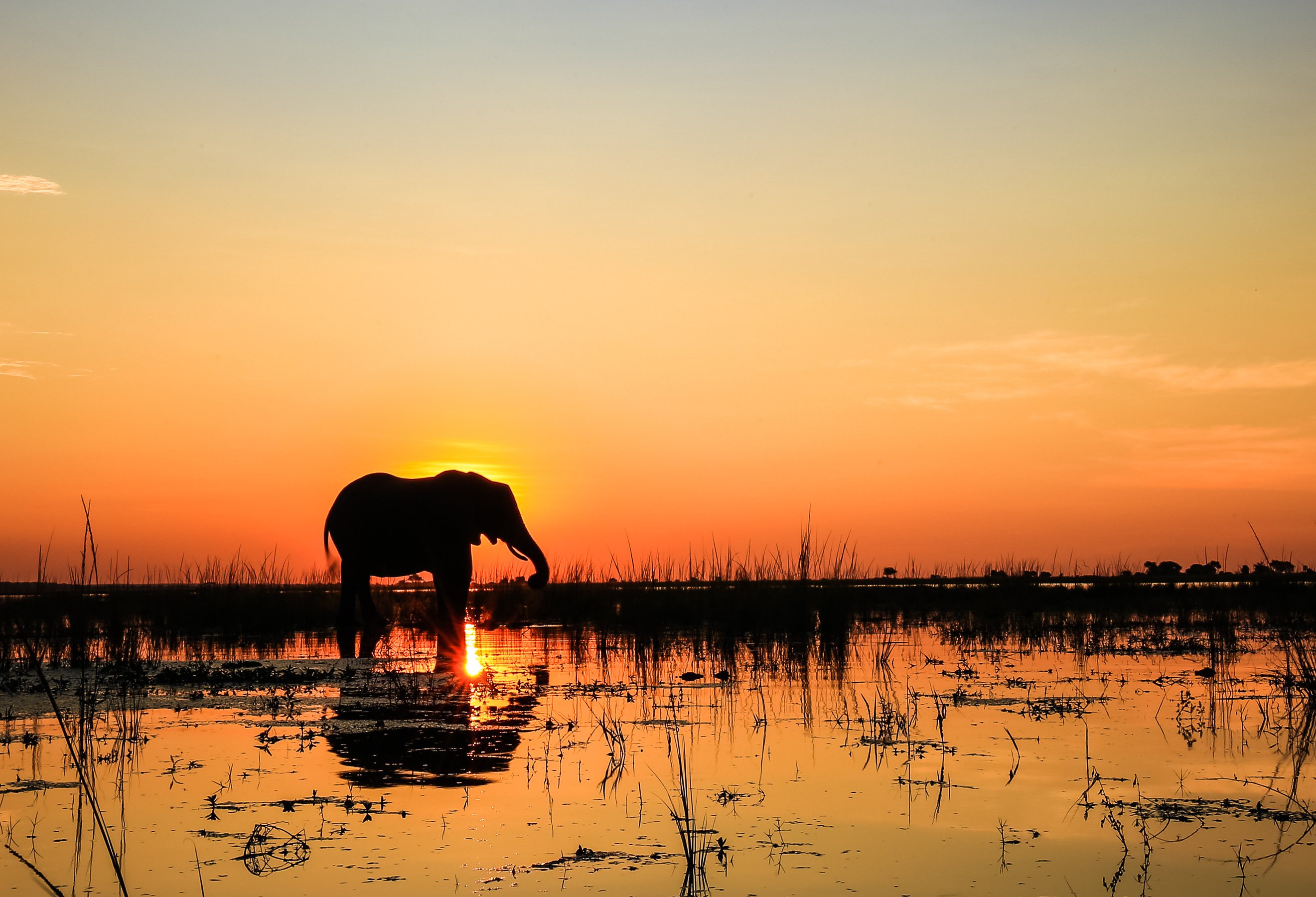 Olifant bij zonsondergang Zuid-Afrika