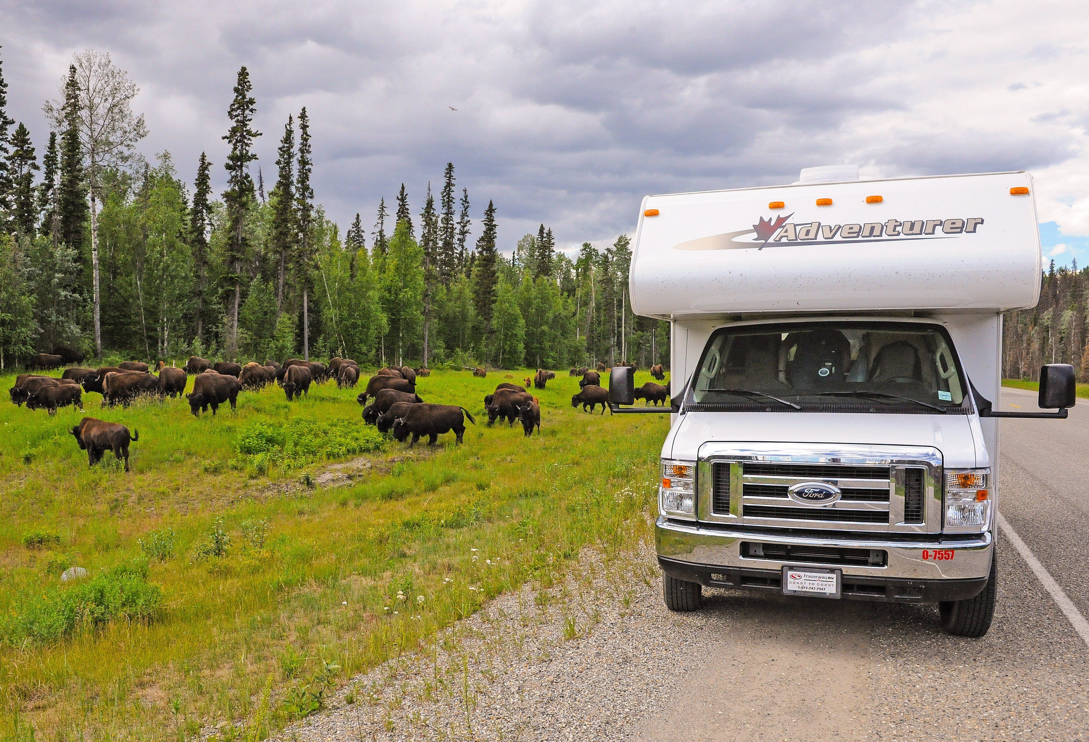 Bizons spotten vanuit je Fraserway camper in Canada