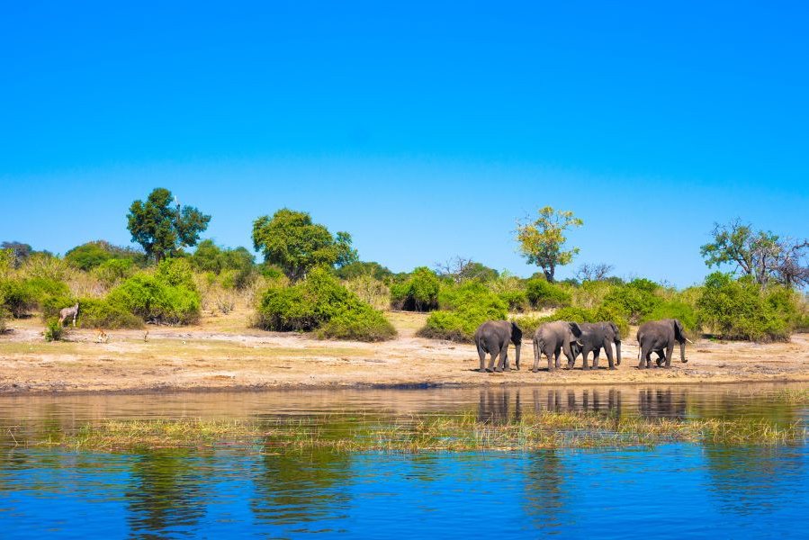 Olifanten bij rivier in Timbavati-Kruger Zuid-Afrika