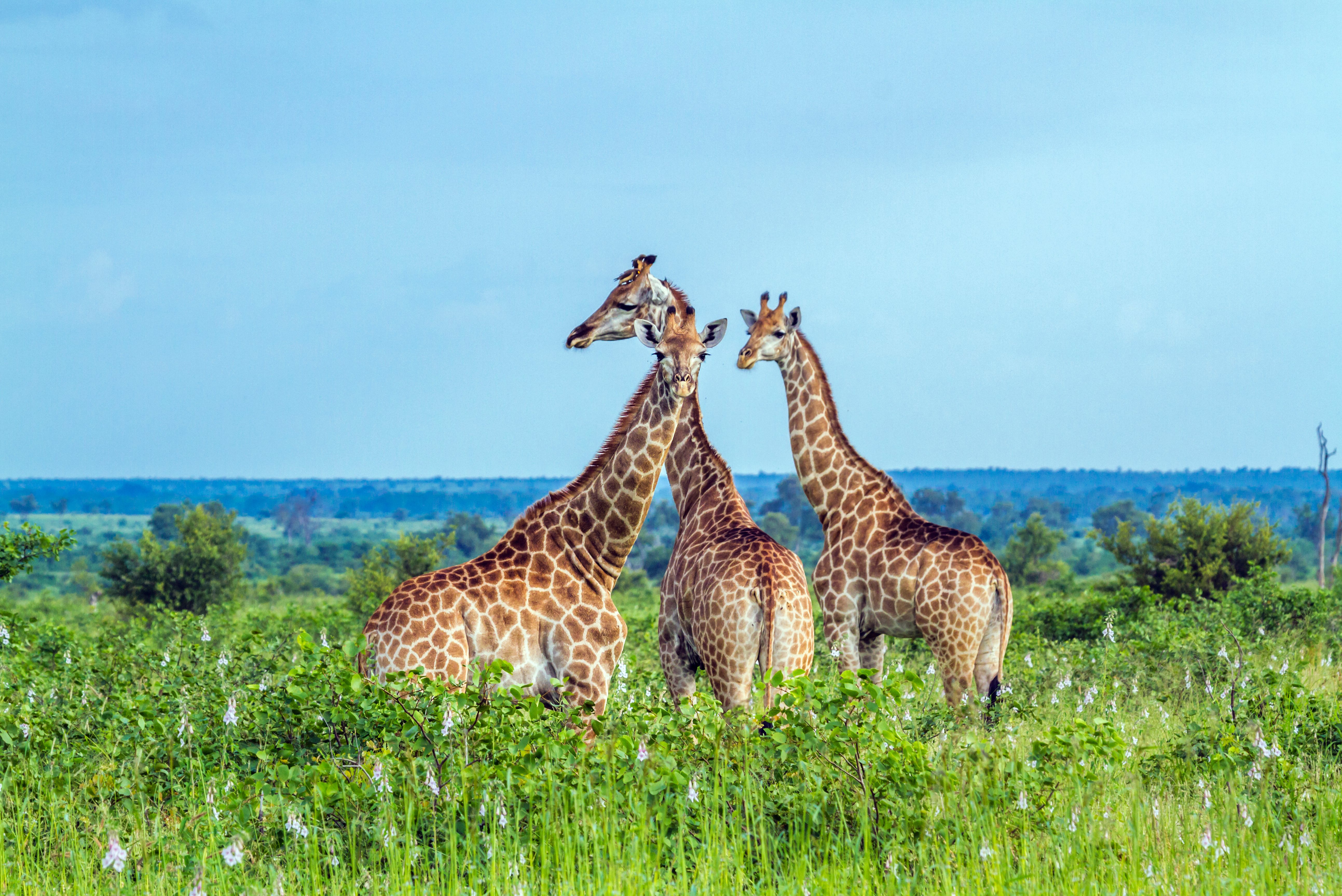 Giraffen in Kruger Zuid-Afrika