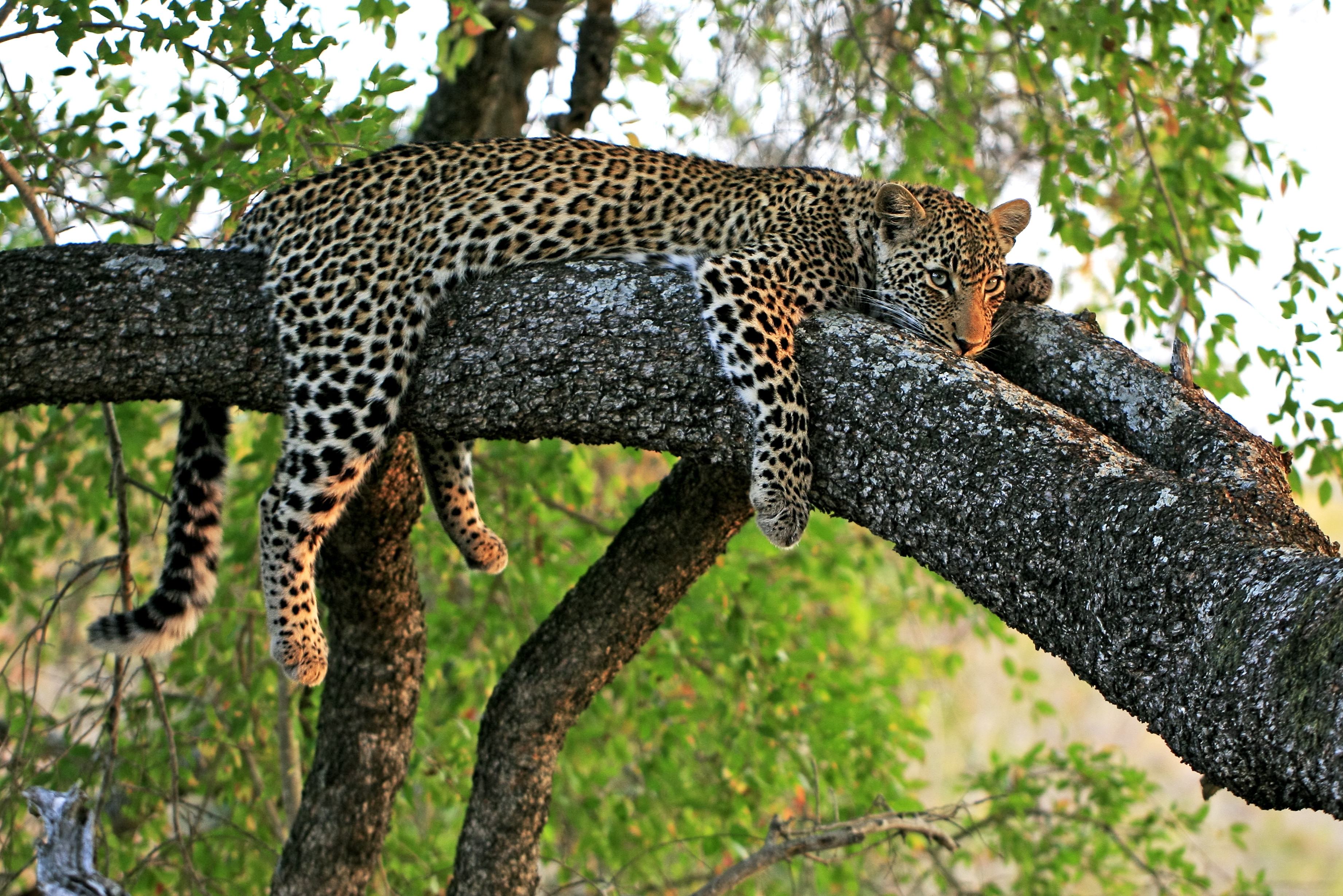 Luipaard in boom in Kruger Zuid-Afrika