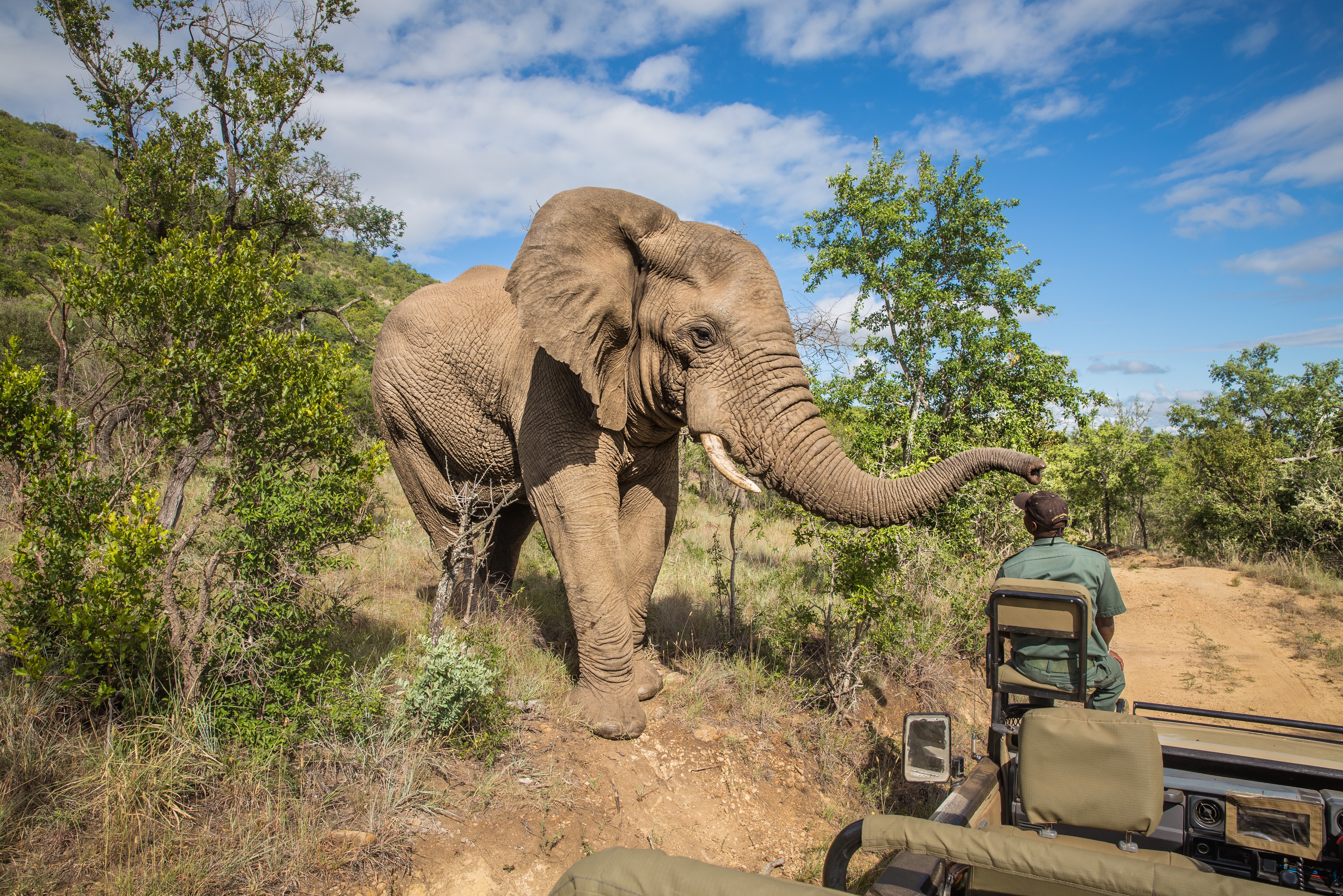 Olifant tijdens game drive Zuid-Afrika