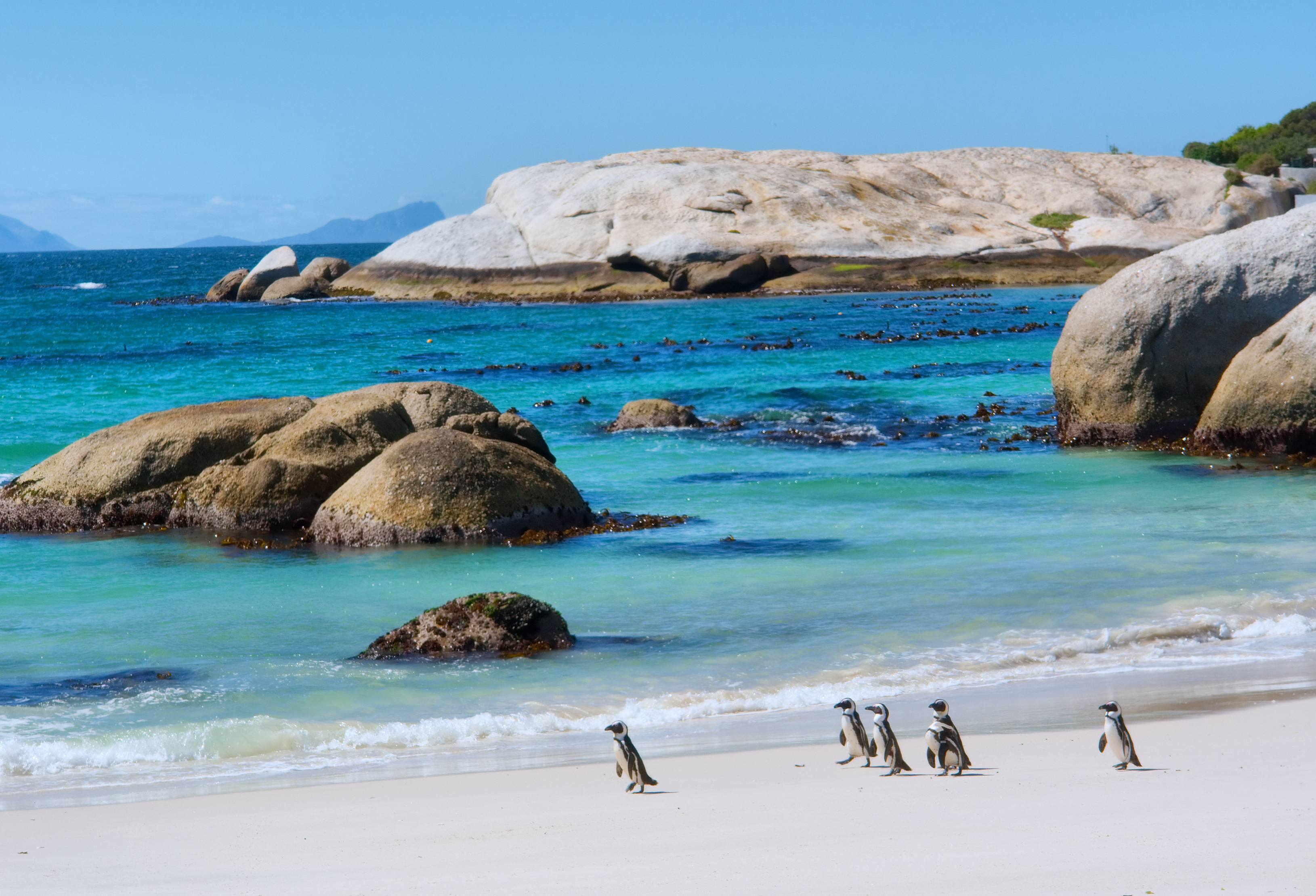 Penguins Boulders Bay Kaapstad Zuid-Afrika