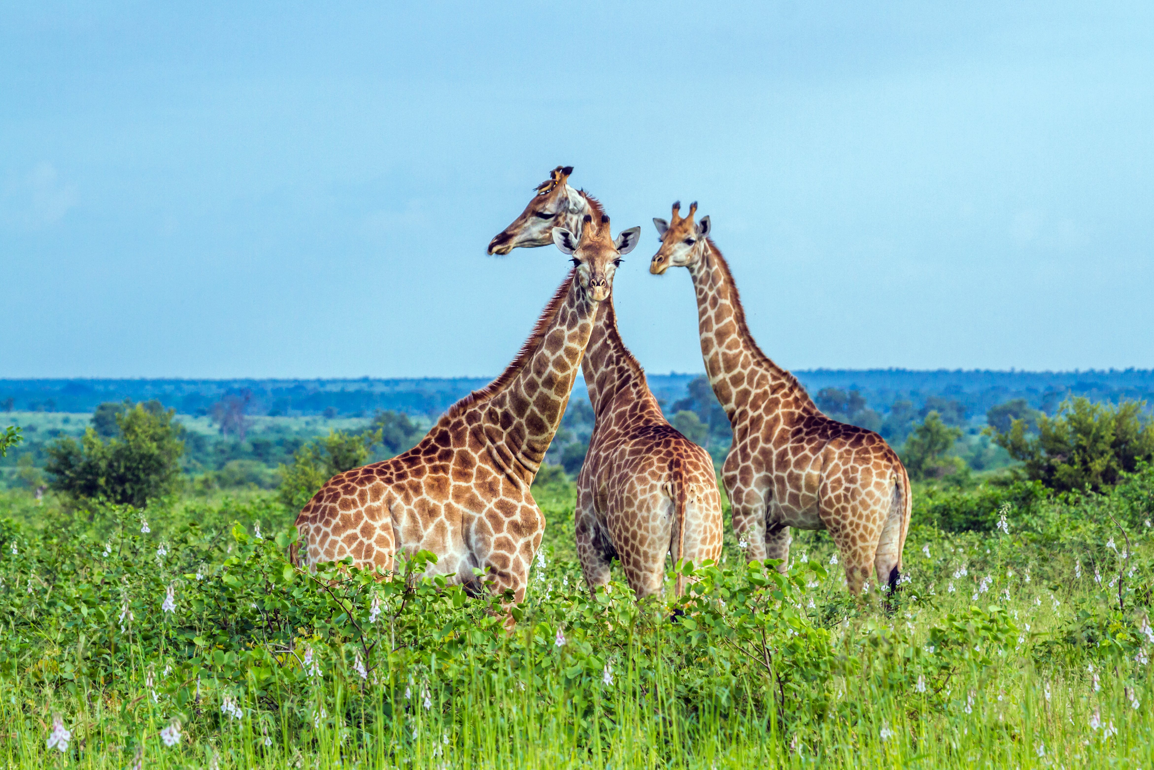 Giraffen in Kruger Zuid-Afrika