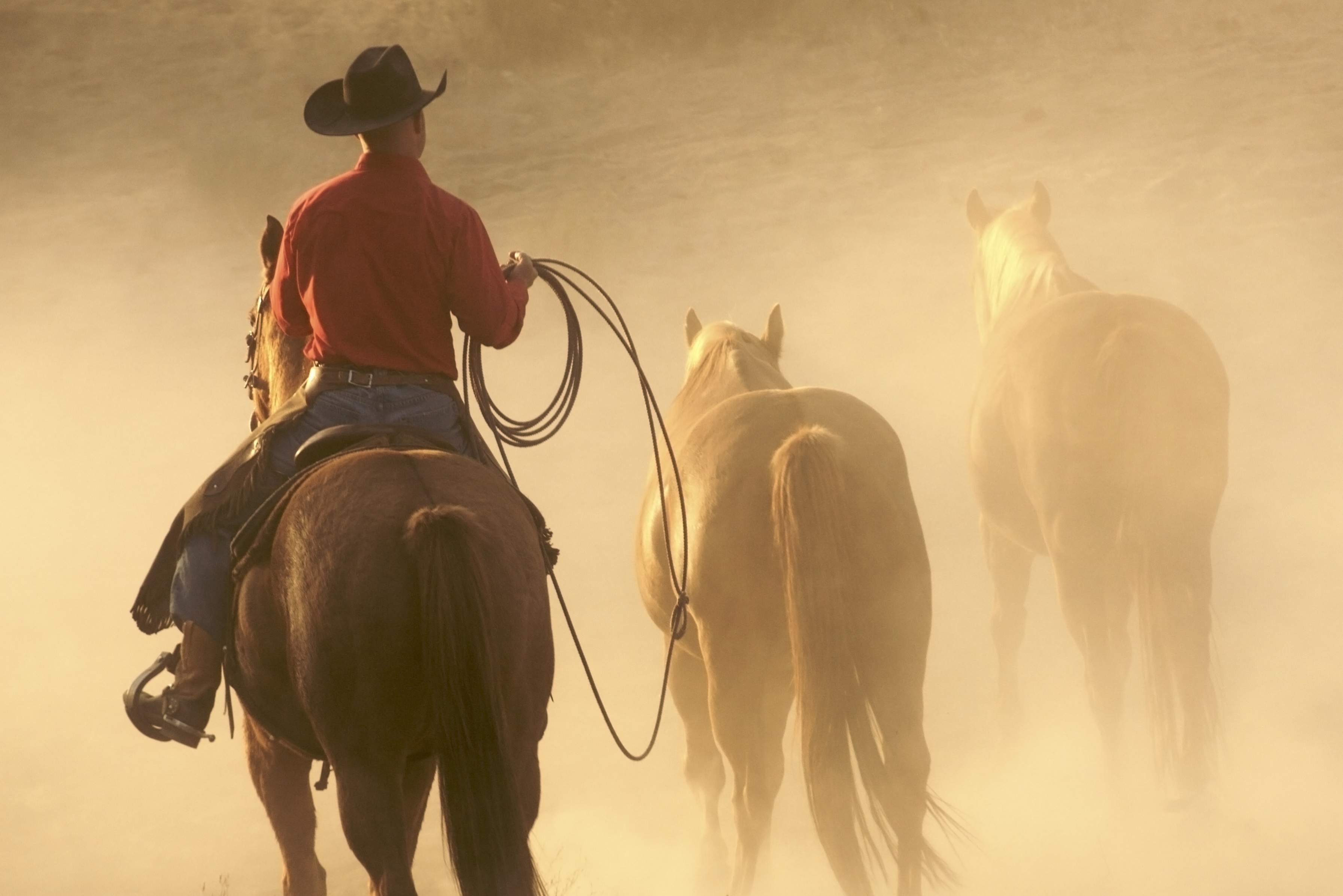 Cowboy in Amerika aan het werk op zijn paard