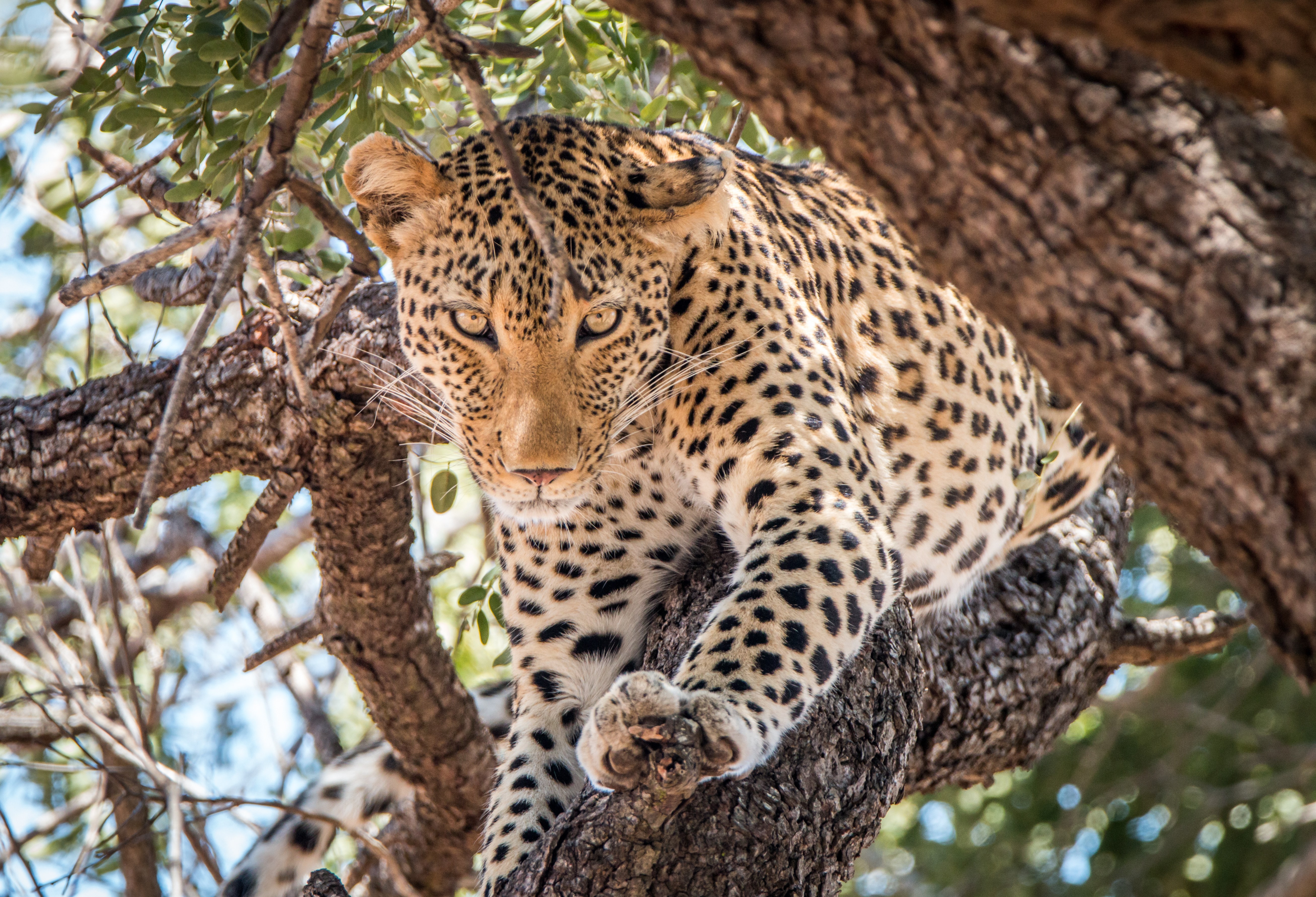 Luipaard in boom in Zuid-Afrika