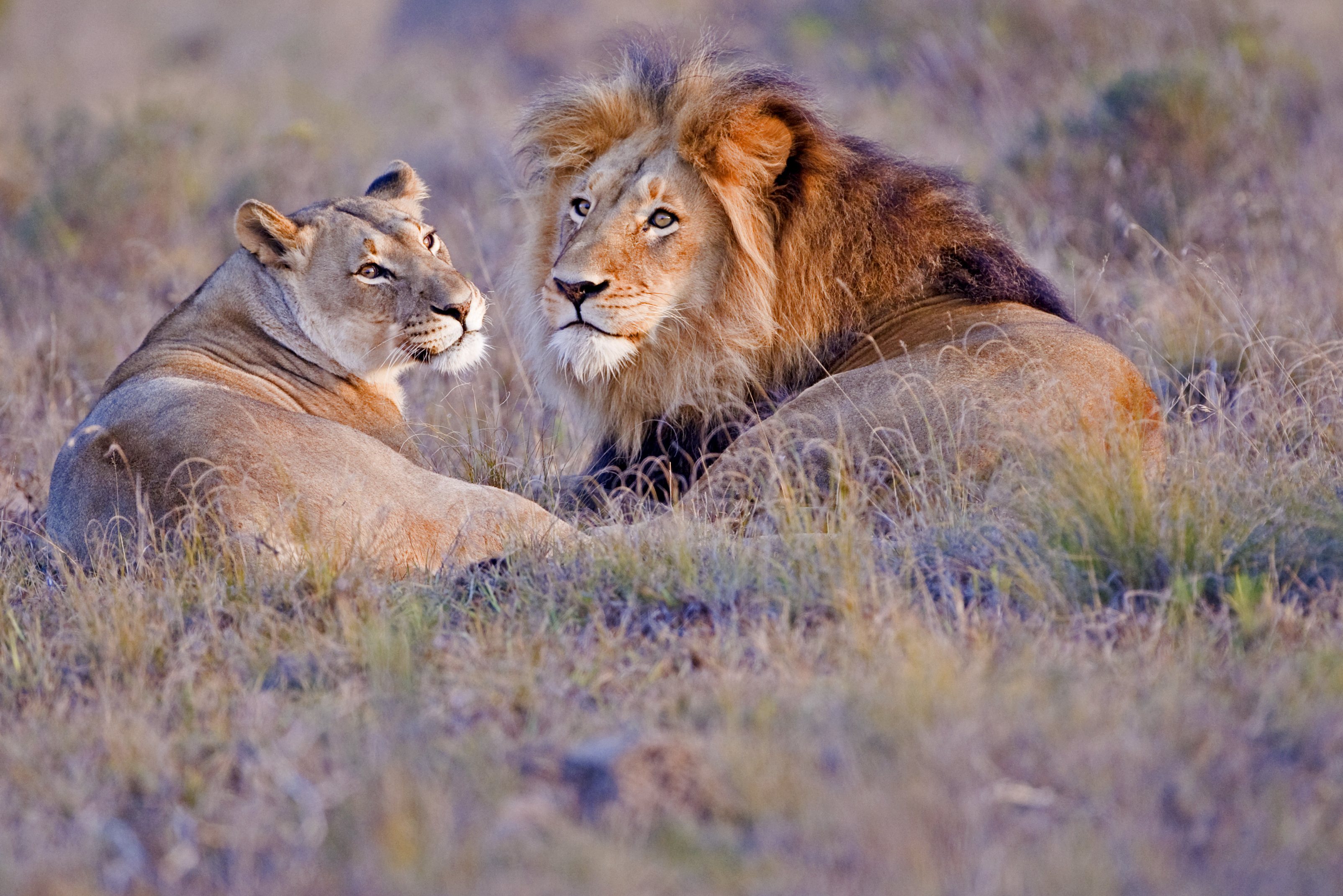 Leeuwen in Timbavati Zuid-Afrika