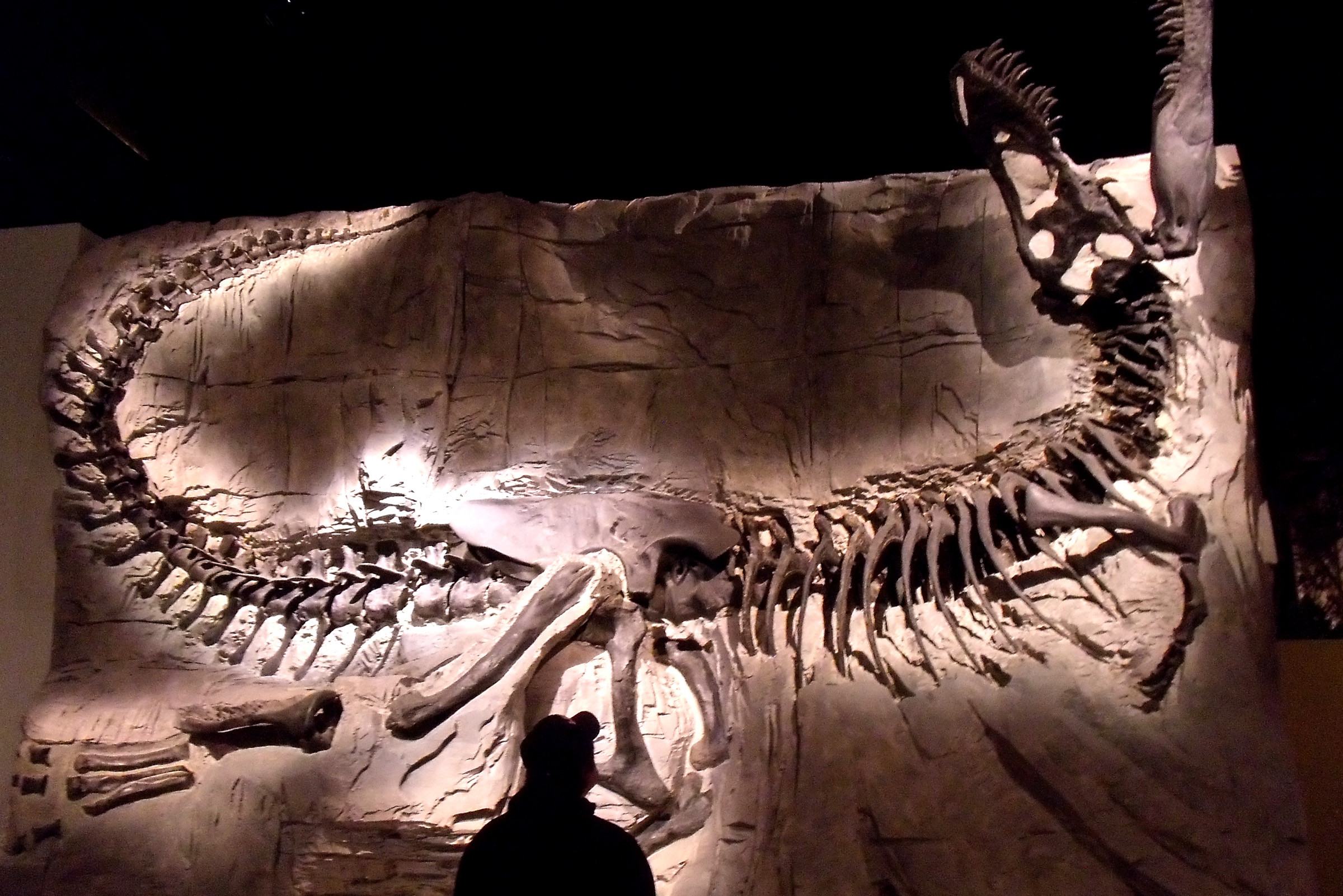 Dinosaurus skelet in Drumheller Royal Tyrrell Museum