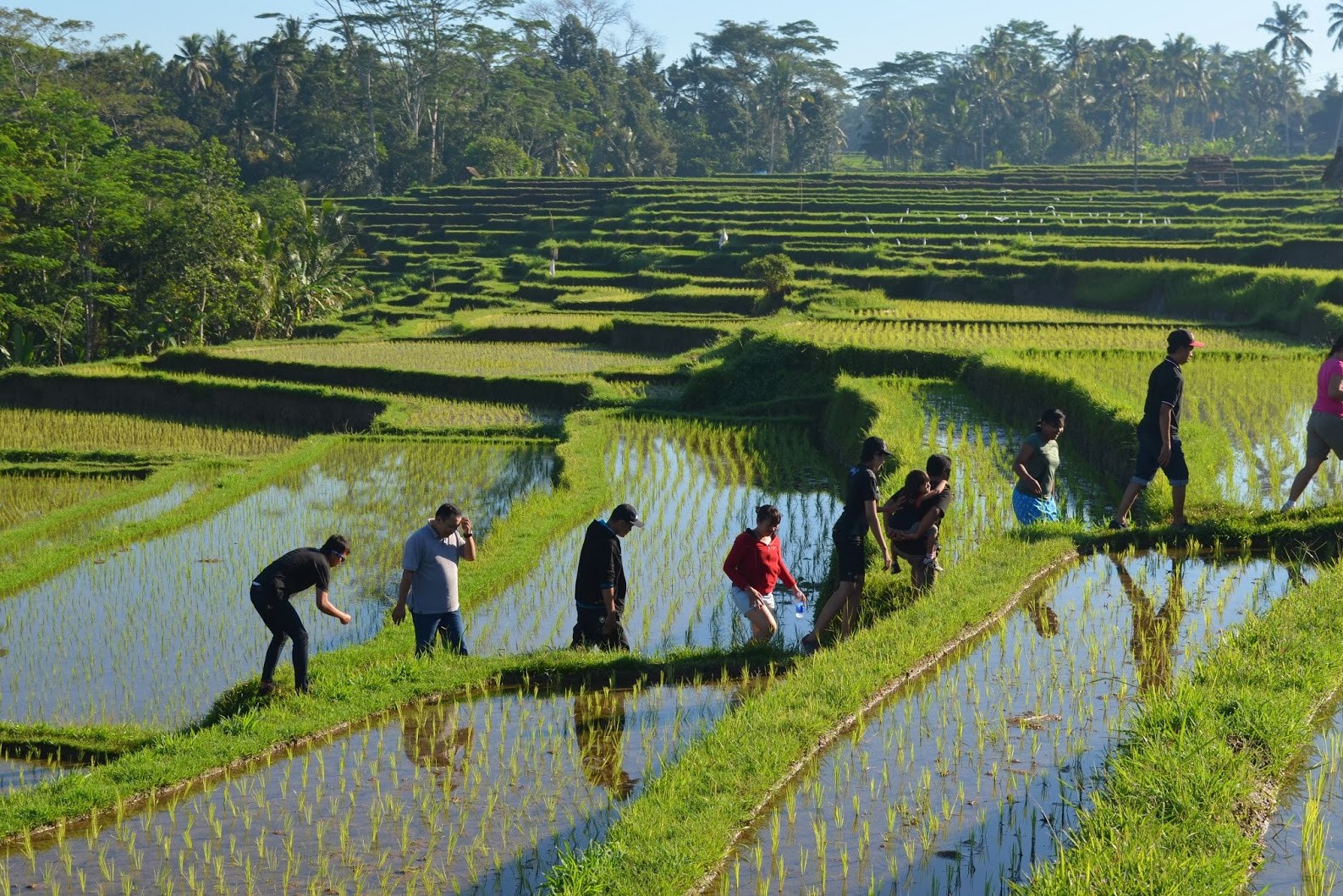 Wandelen in de rijstvelden rondom Ubud