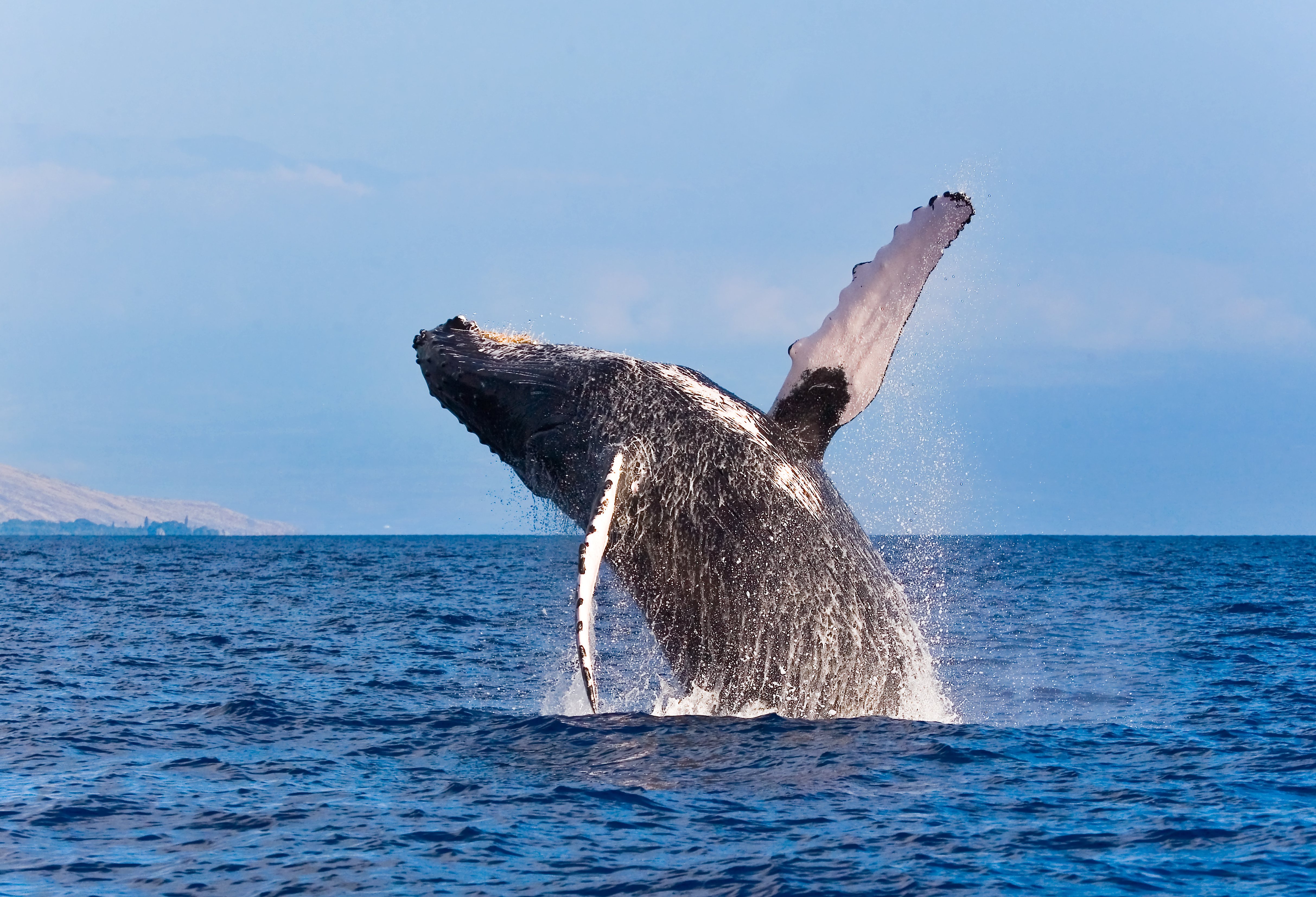 Walvis in Hermanus Zuid-Afrika