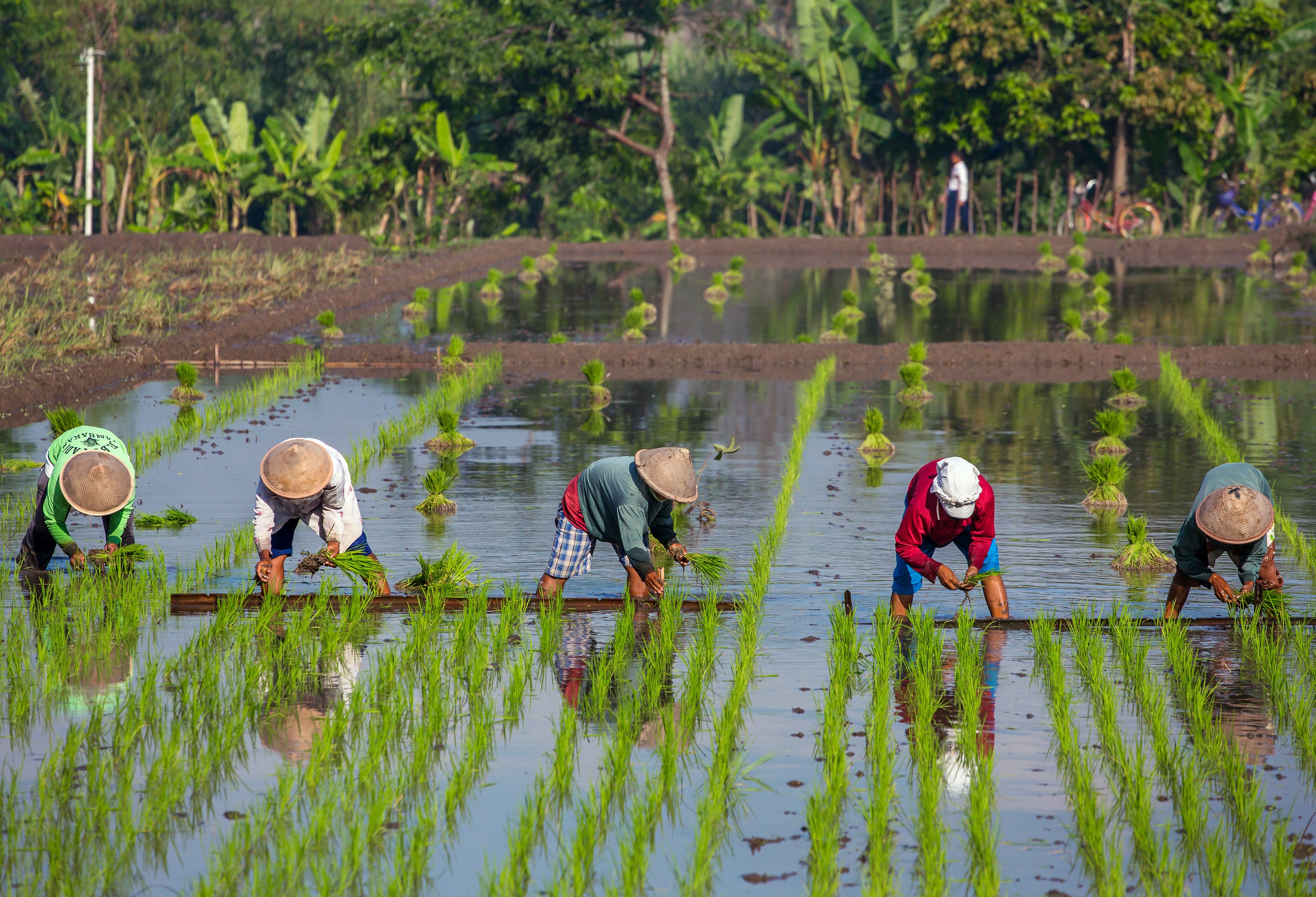 Boeren aan het werk in de rijstvelden vlakbij Yogyakarta
