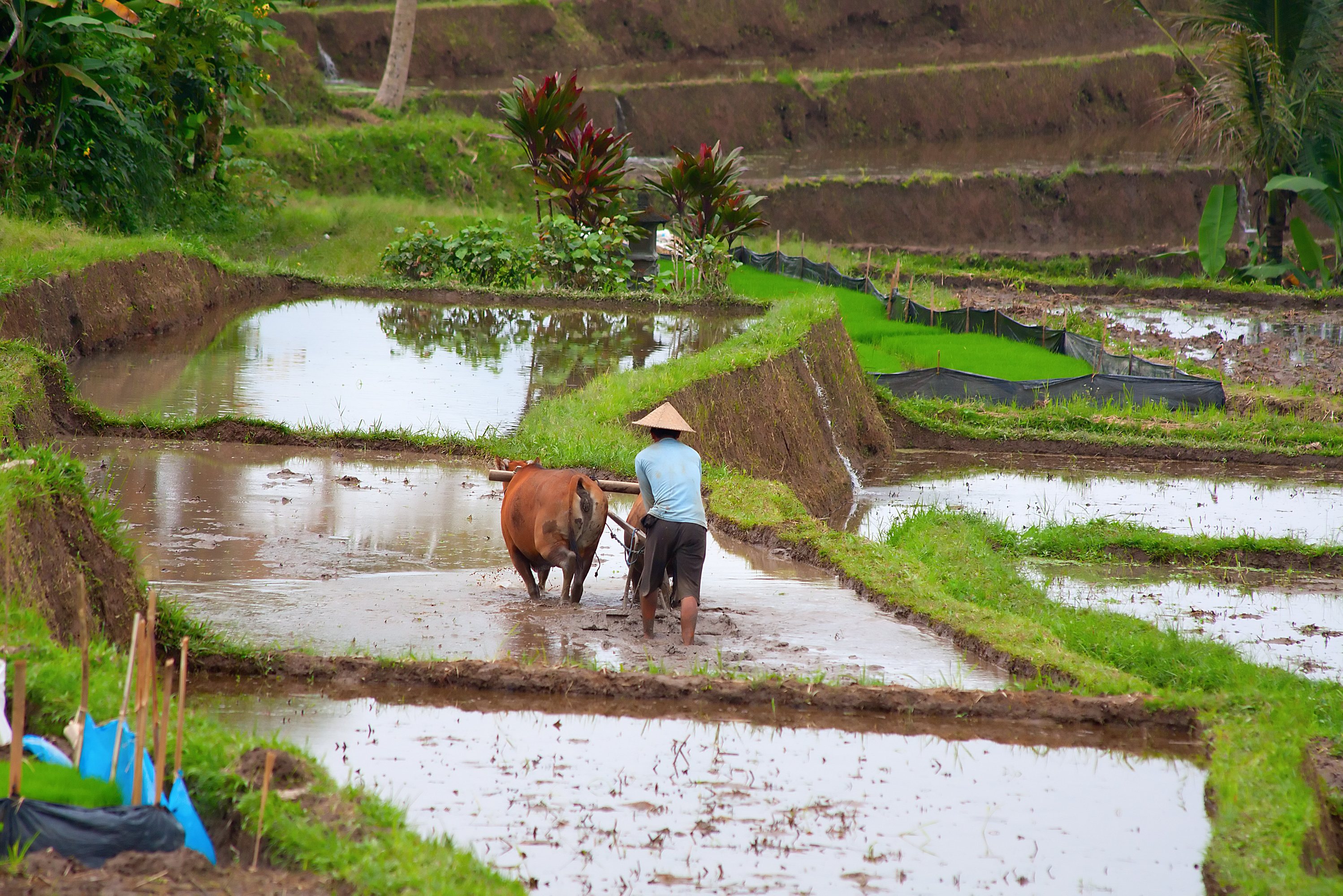 Boer aan het werk in de rijstvelden op Bali