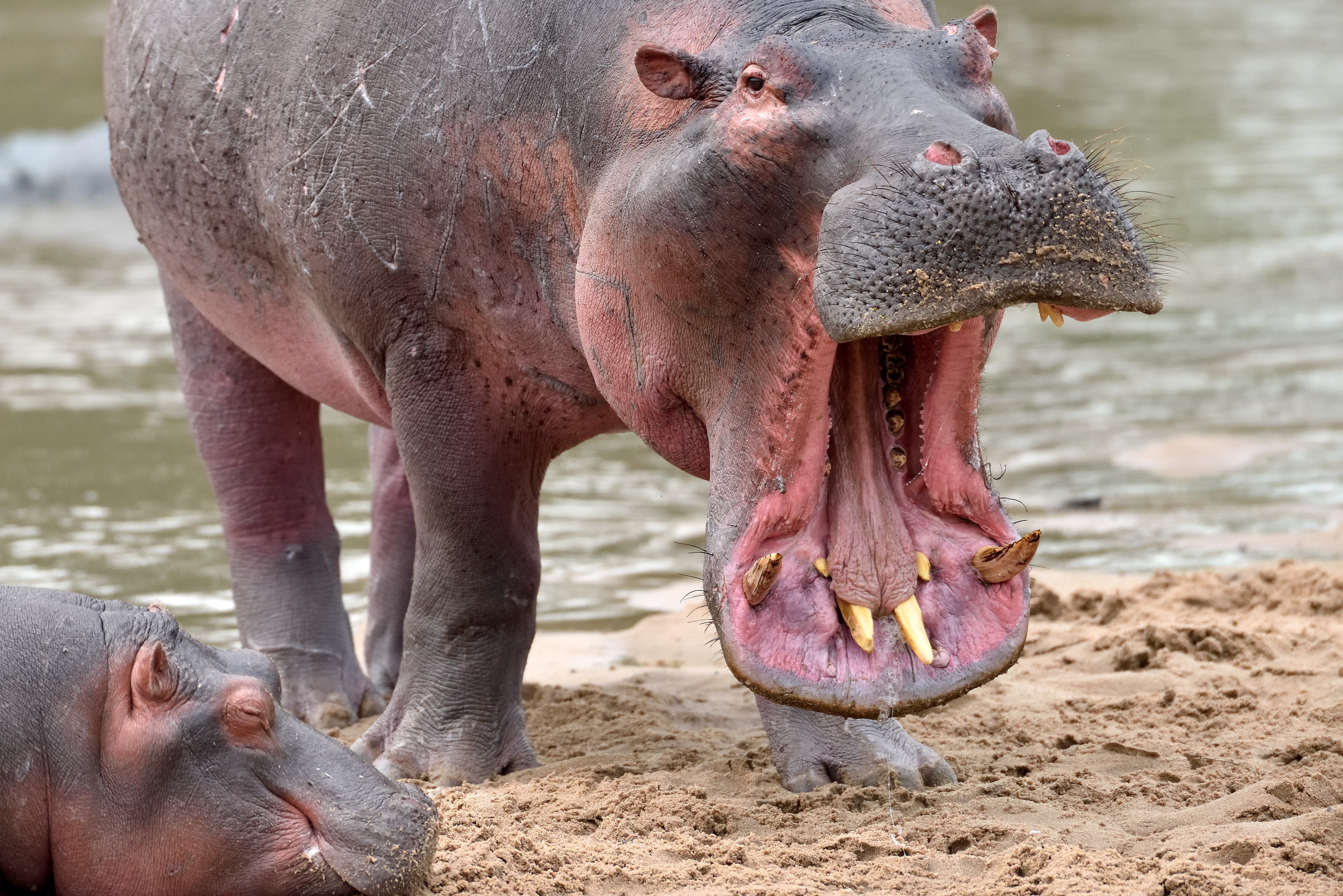 Nijlpaard met open bek in St. Lucia Zuid-Afrika