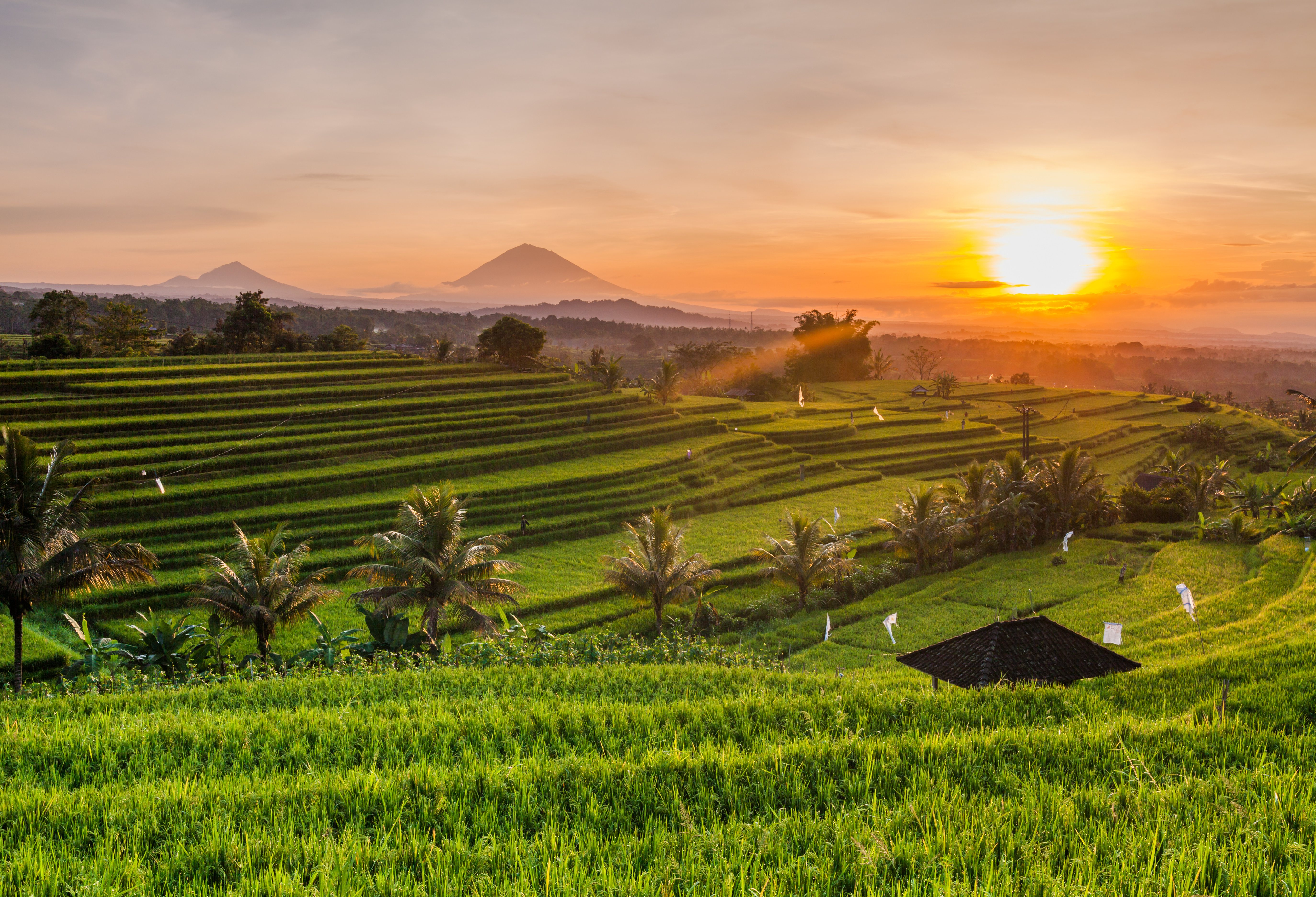 Uitzicht over Jatiluwih rijstvelden