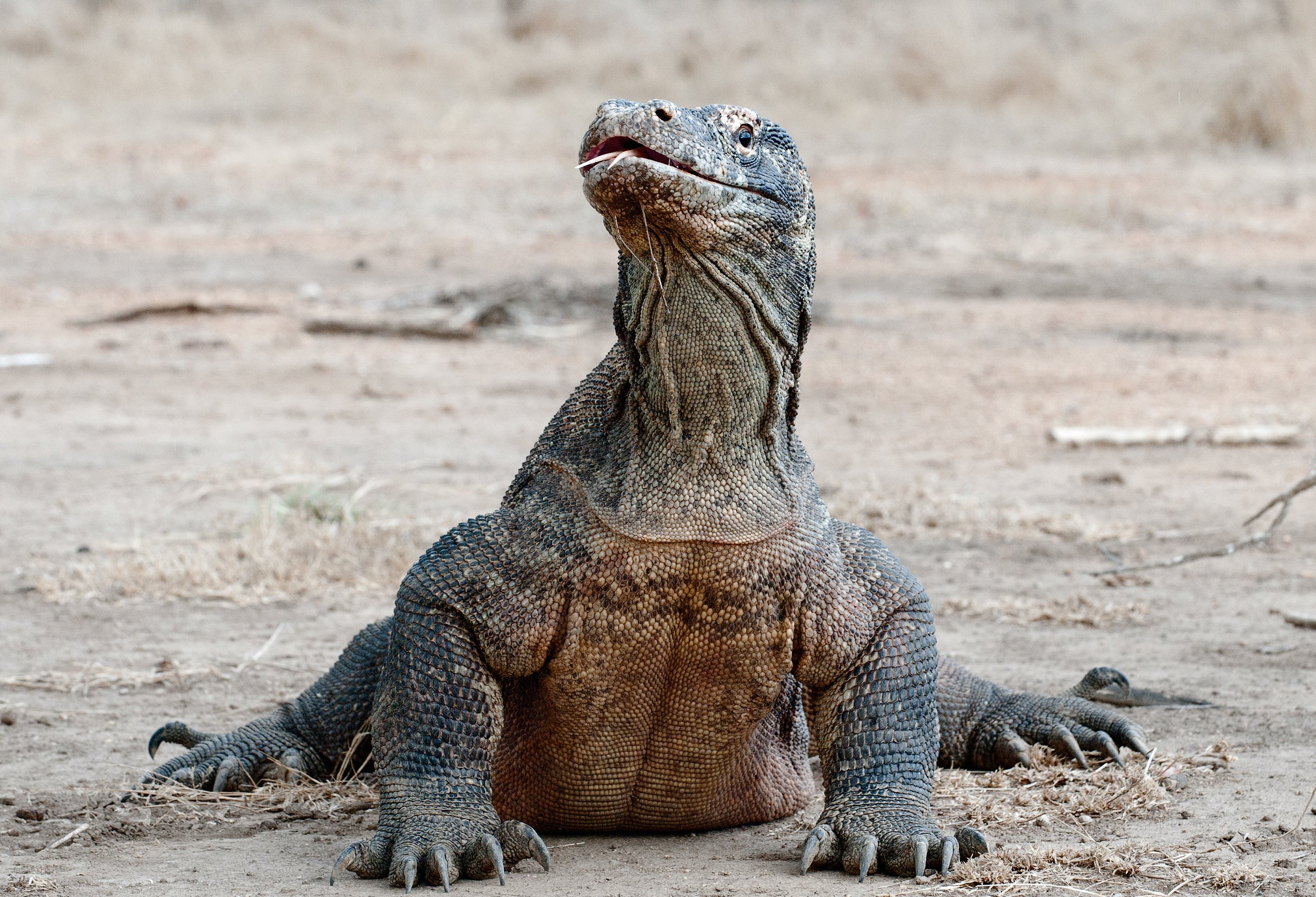 Komodo varaan in Komodo National Park