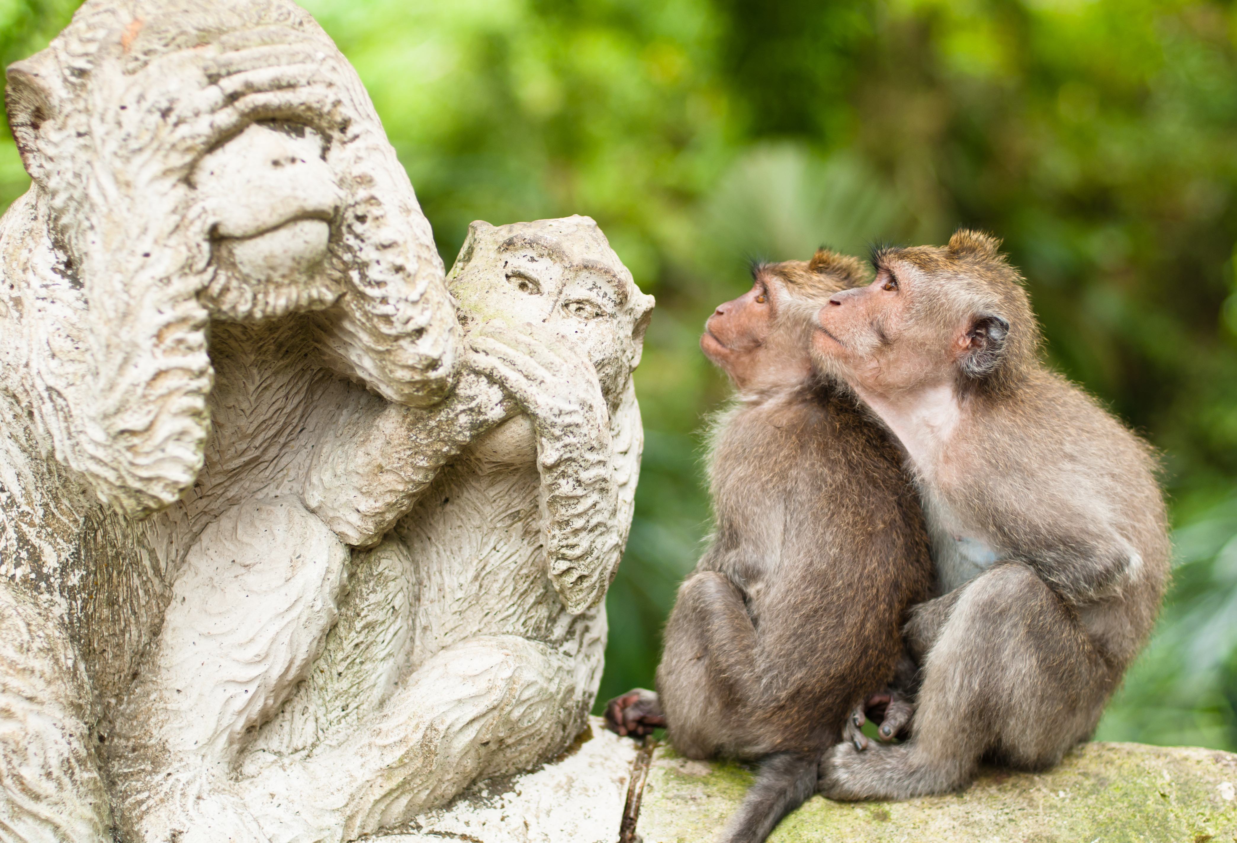 Aapjes in de Monkey Forest in Ubud