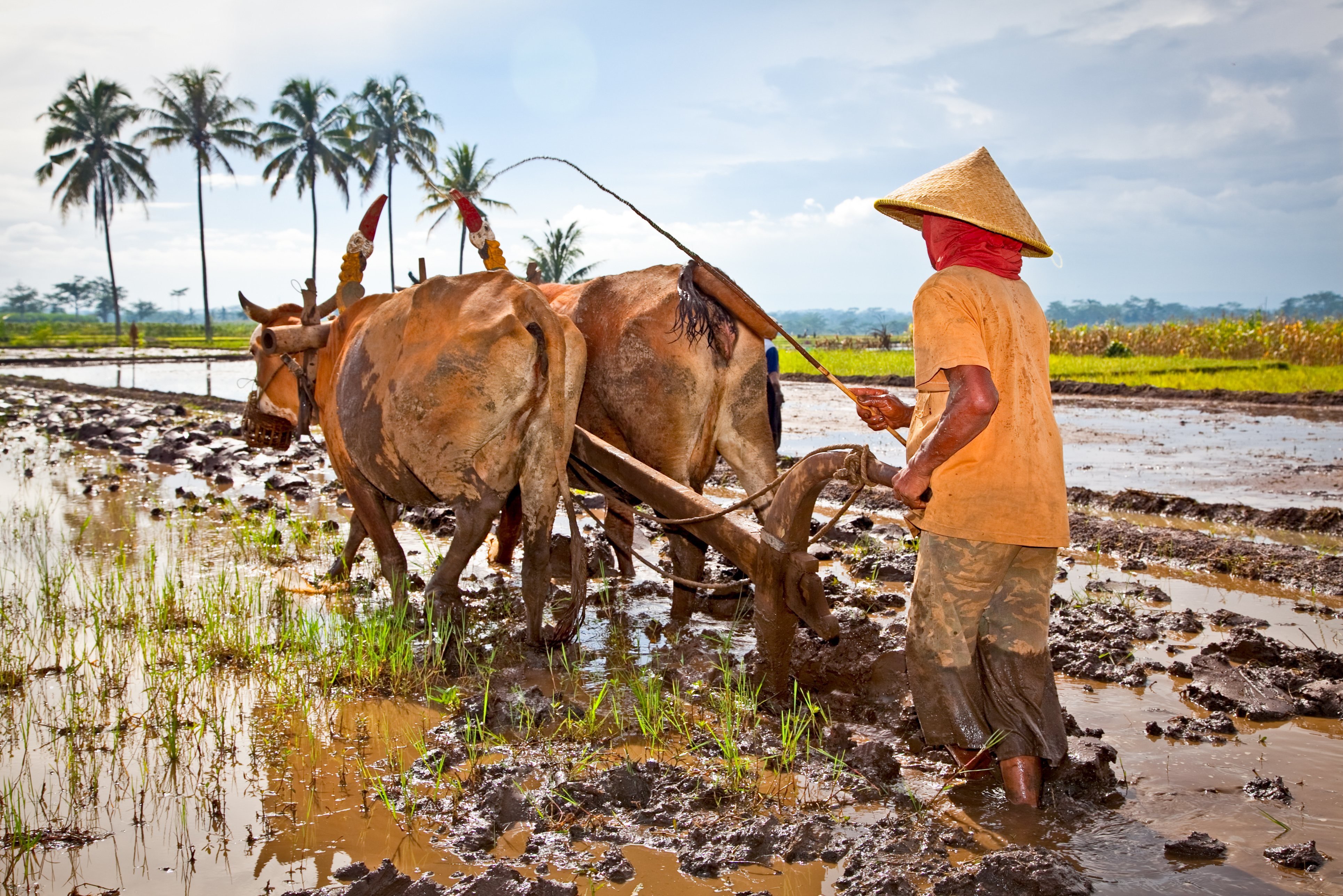Boer aan het werk op het land in Indonesie