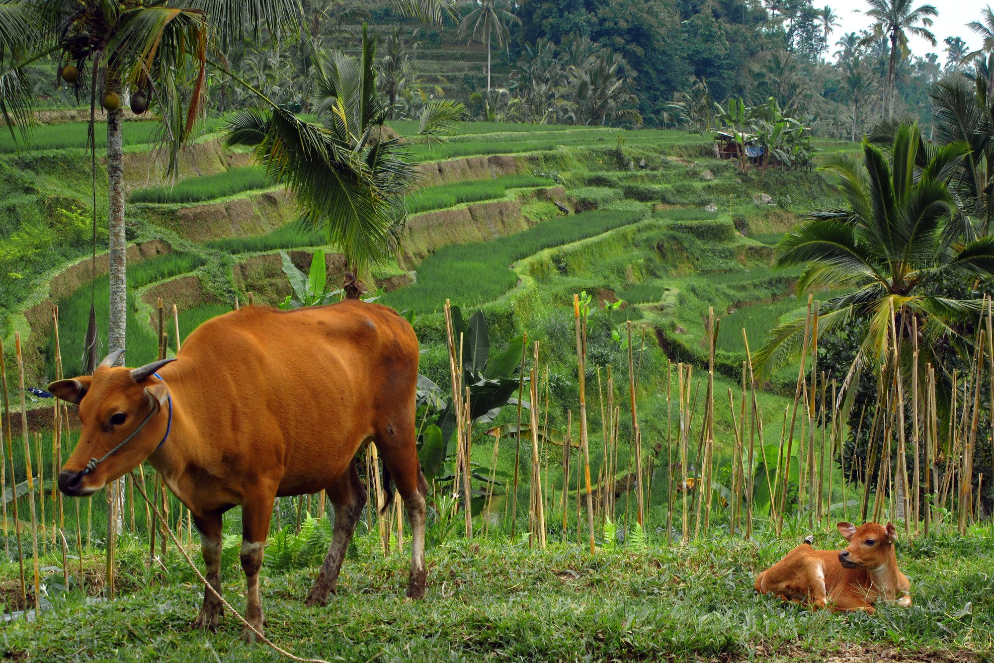 Rijstvelden in de Tabanan regio op Bali
