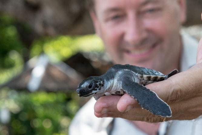 Pemuteran schildpad opvangcentrum