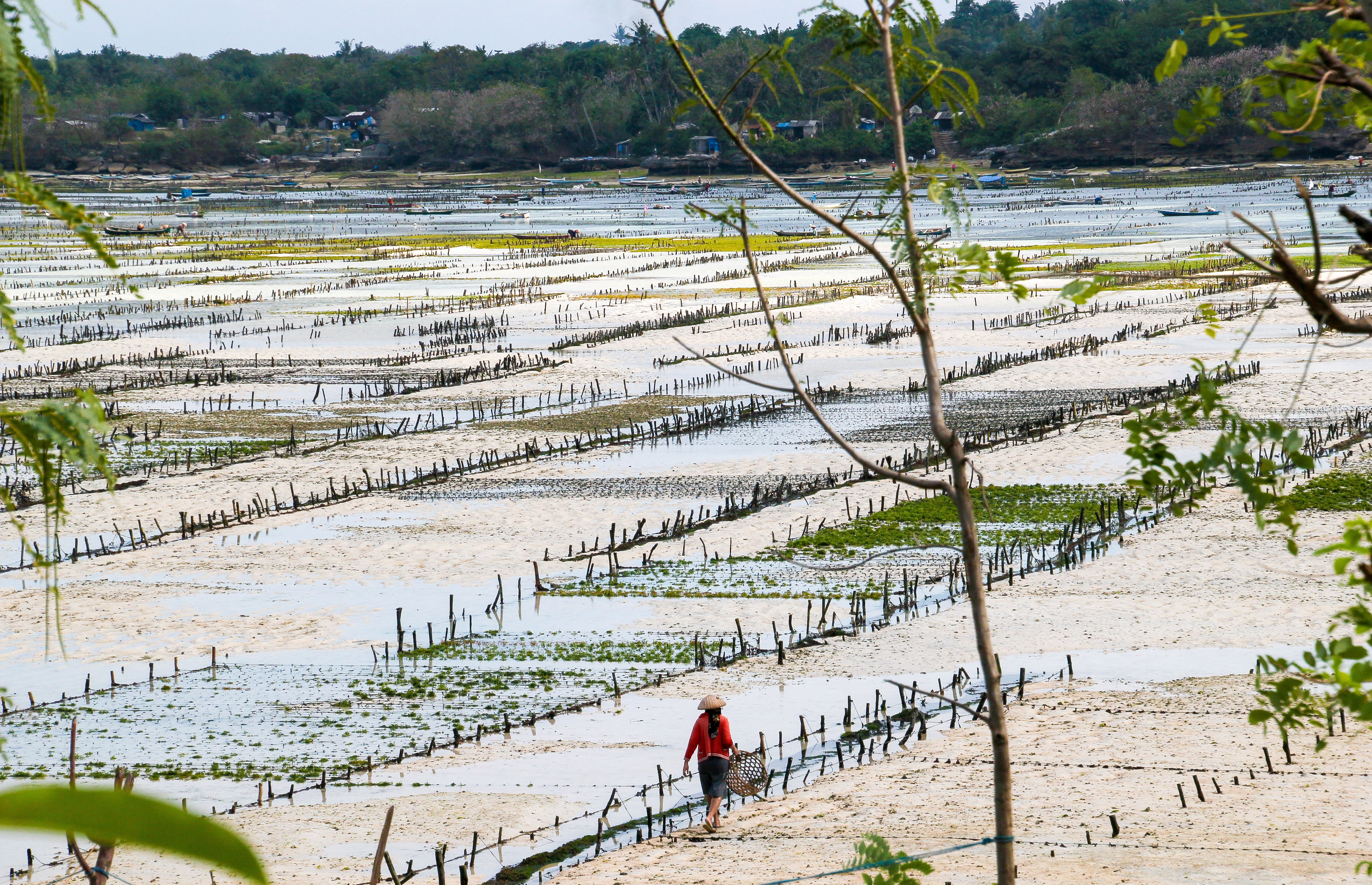 Nusa Lembongan zeewier kwekerij