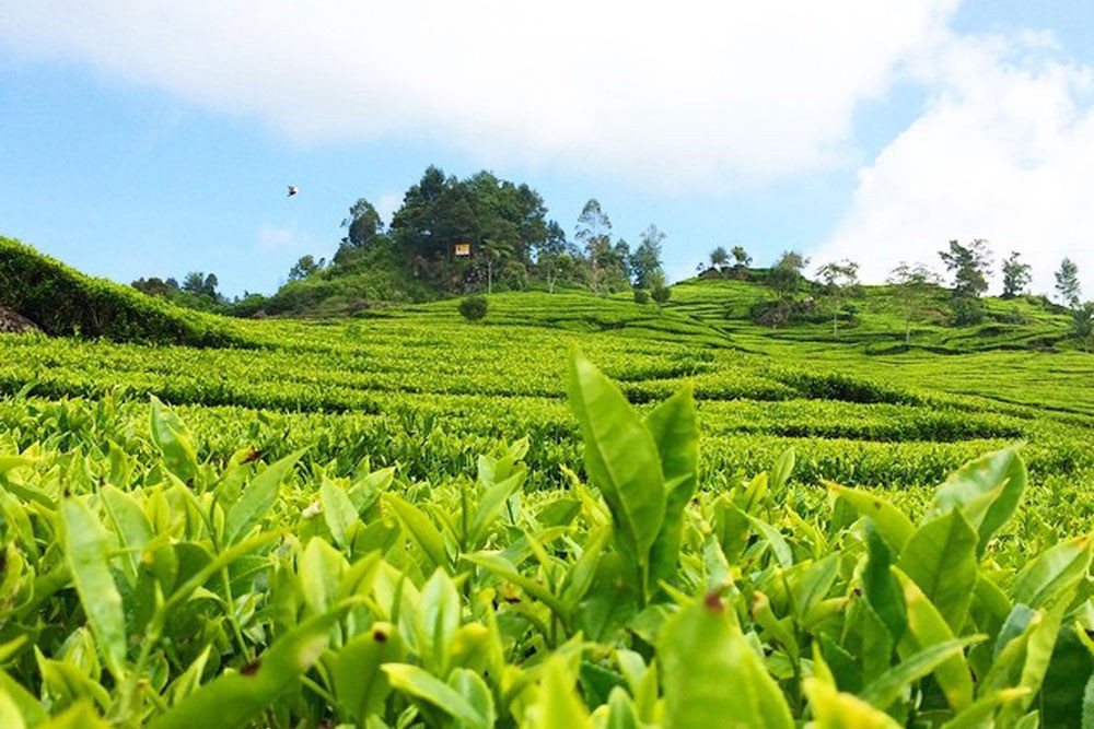 Theeplantage bij Bandung