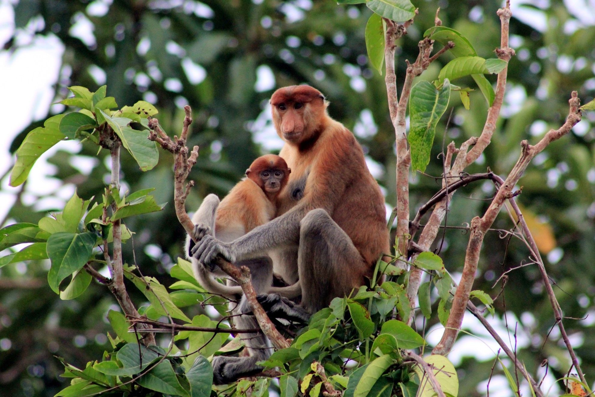 Neusapen in Tanjung Puting Kalimantan
