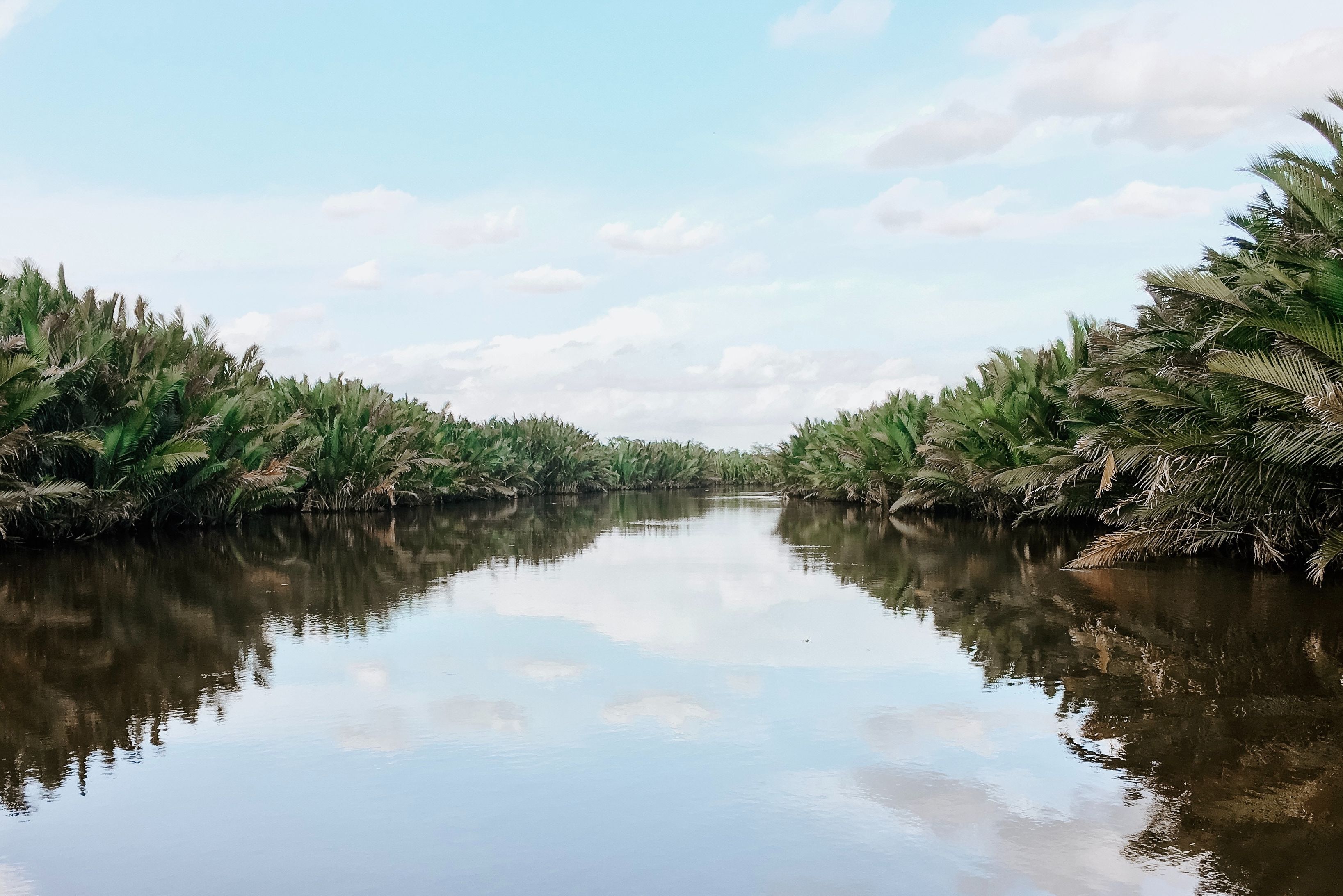 Nipa palmen in Tanjung Puting Kalimantan
