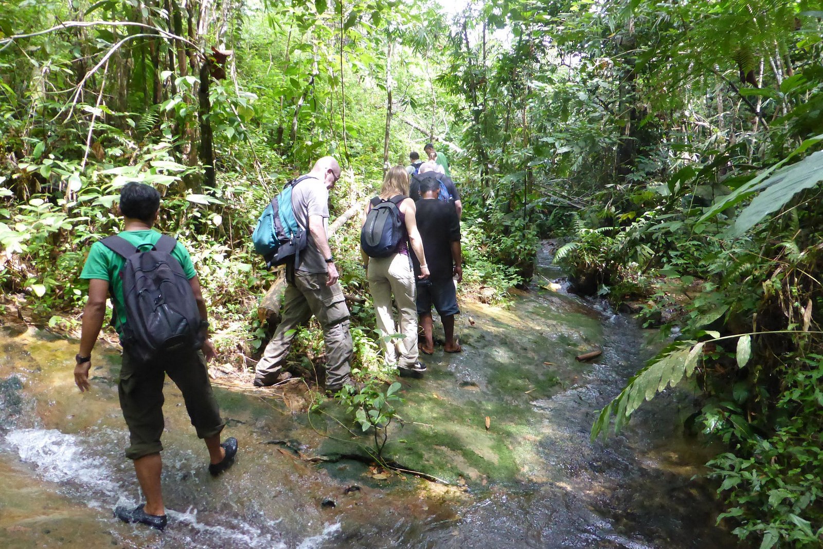 Jungle trekking in Gunung Leuser National Park Sumatra