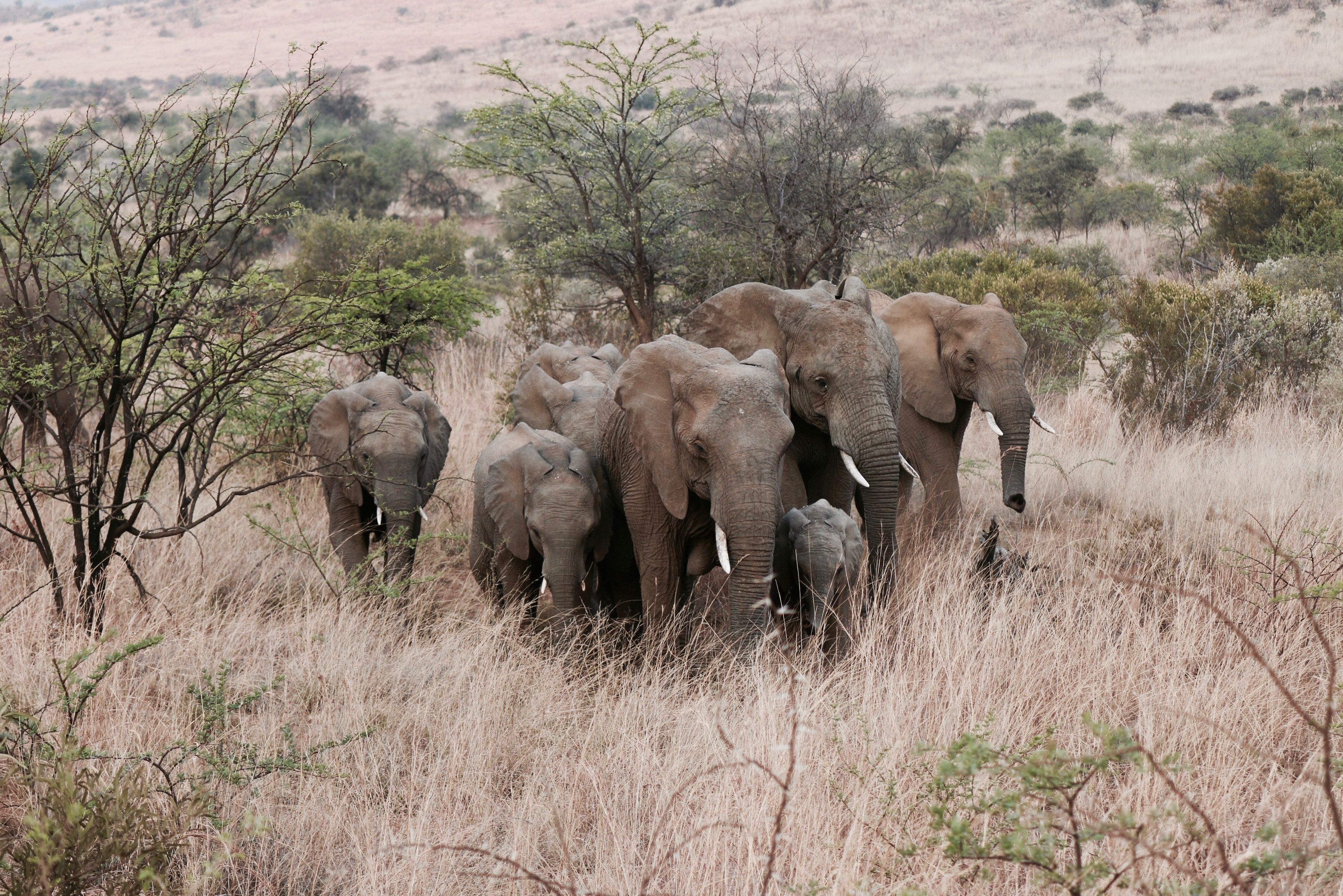 Kudde olifanten Addo National Park Zuid-Afrika
