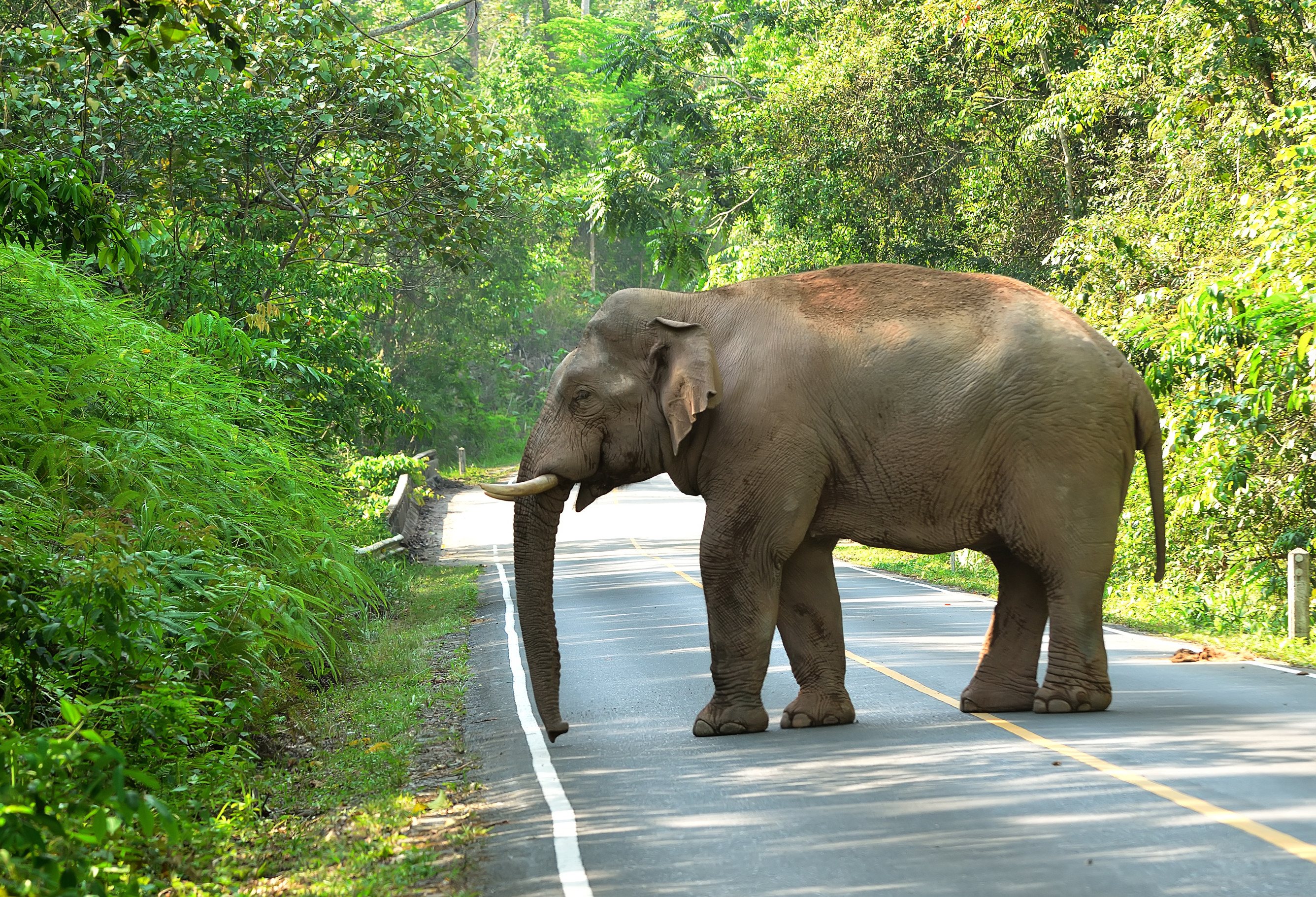 Olifant op de weg in het Khao Yai National Park, Thailand