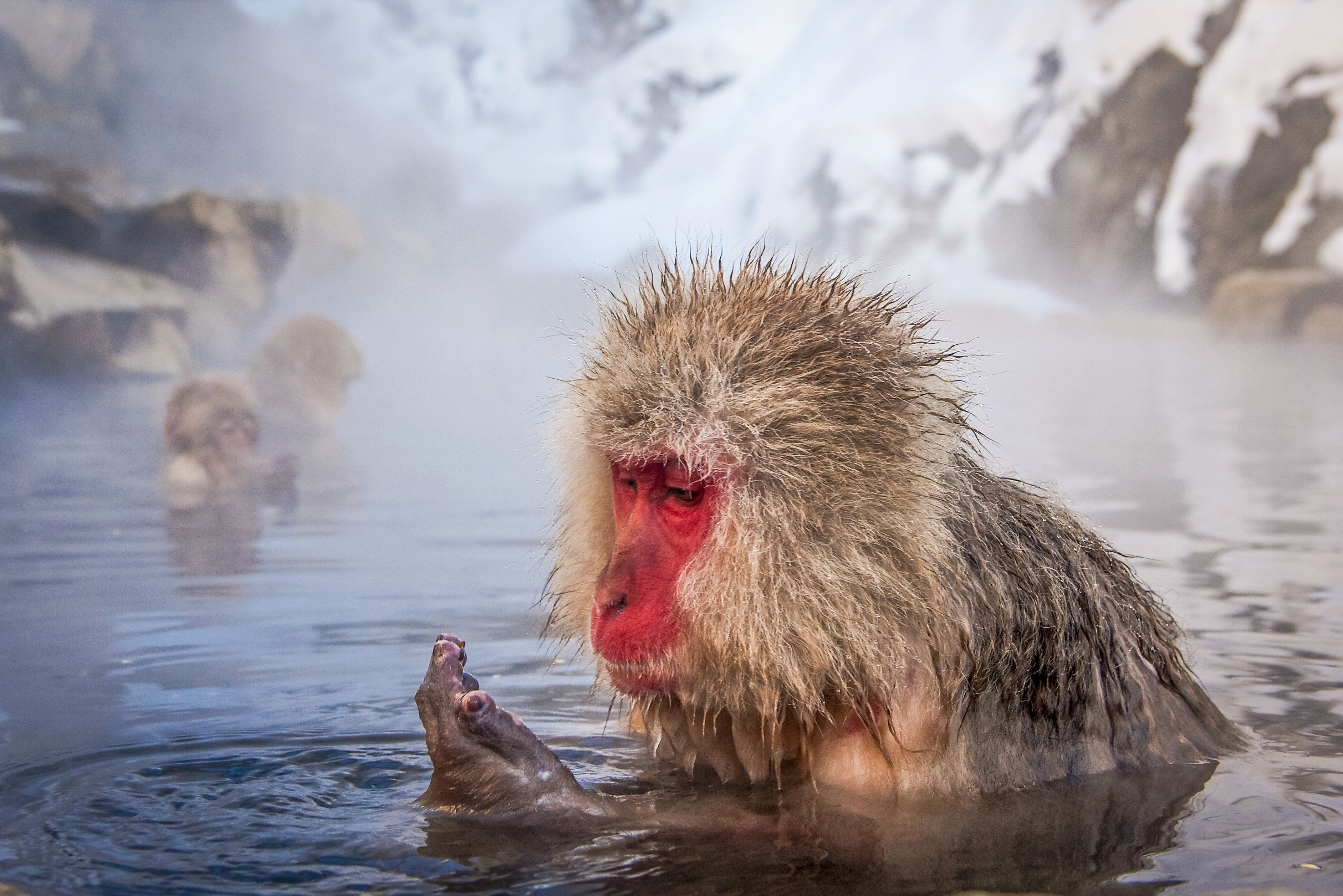Sneeuw aap in Yudanaka in Japan