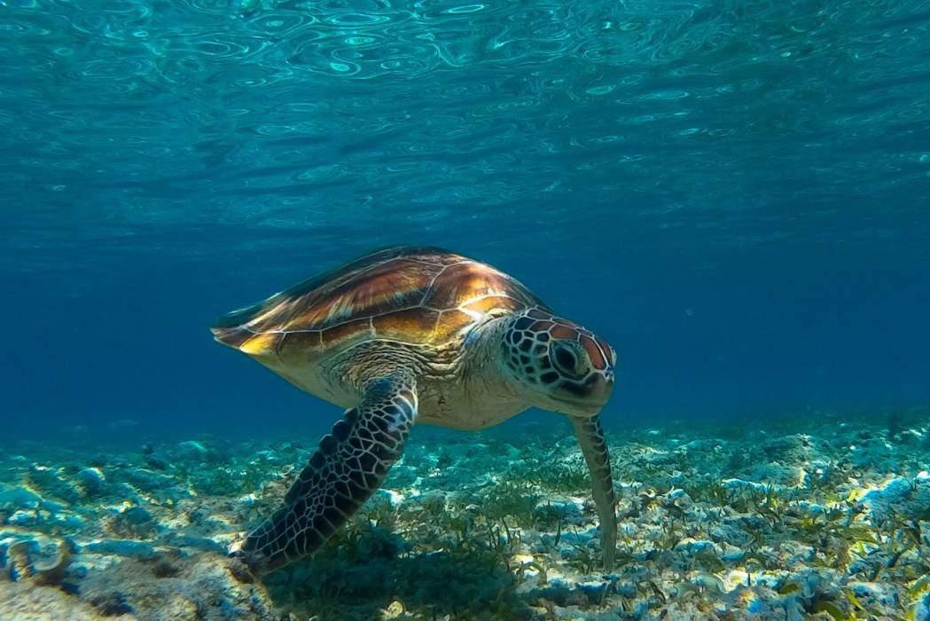 Zeeschildpad bij de Gili Eilanden