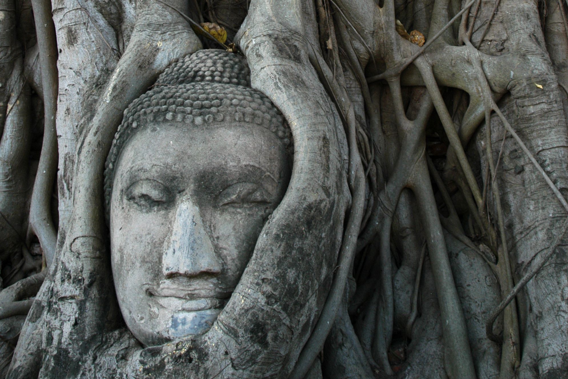 Bijzonder boeddhabeeld in Wat Mahathat, Ayutthaya, Thailand
