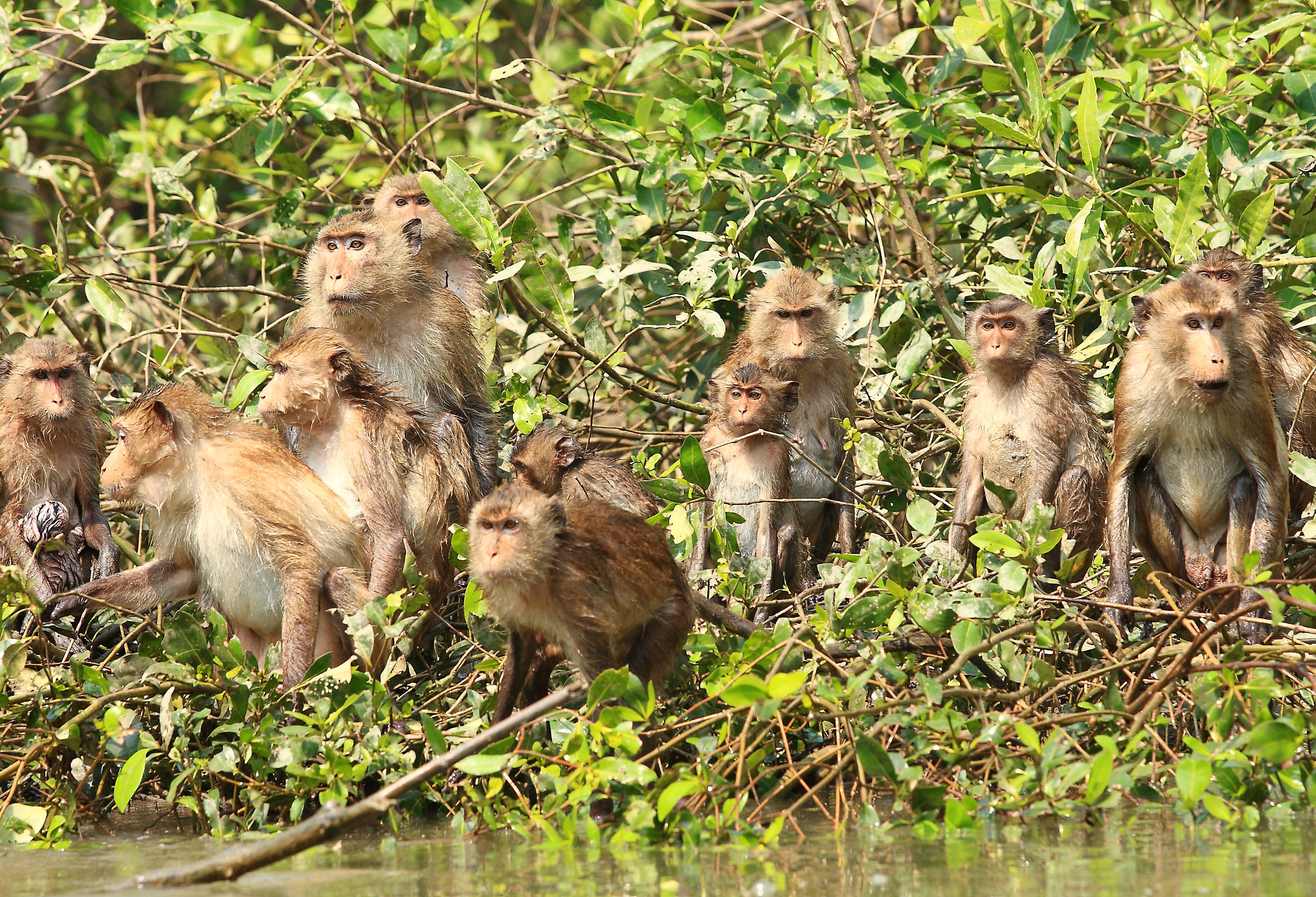 Aapjes in het Khao Yai National Park, Thailand