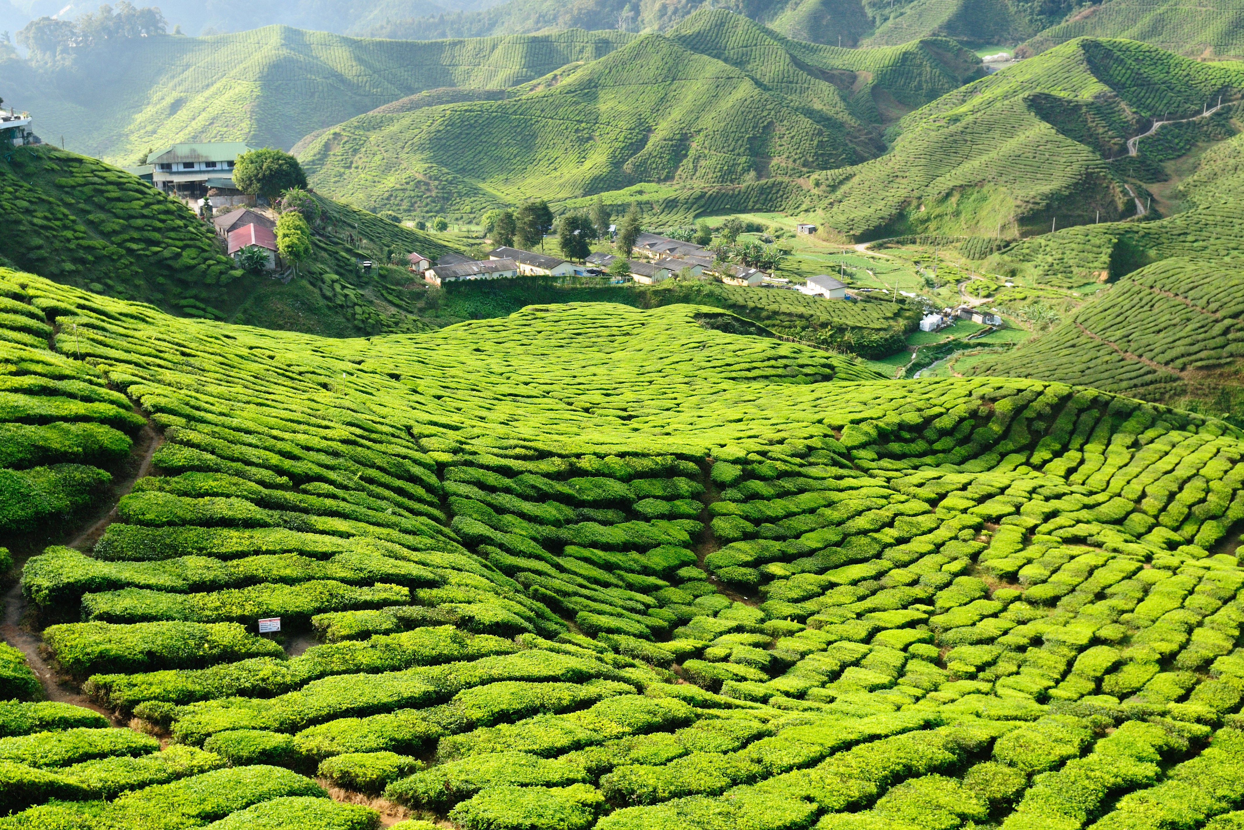 Theeplantages in Cameron Highlands